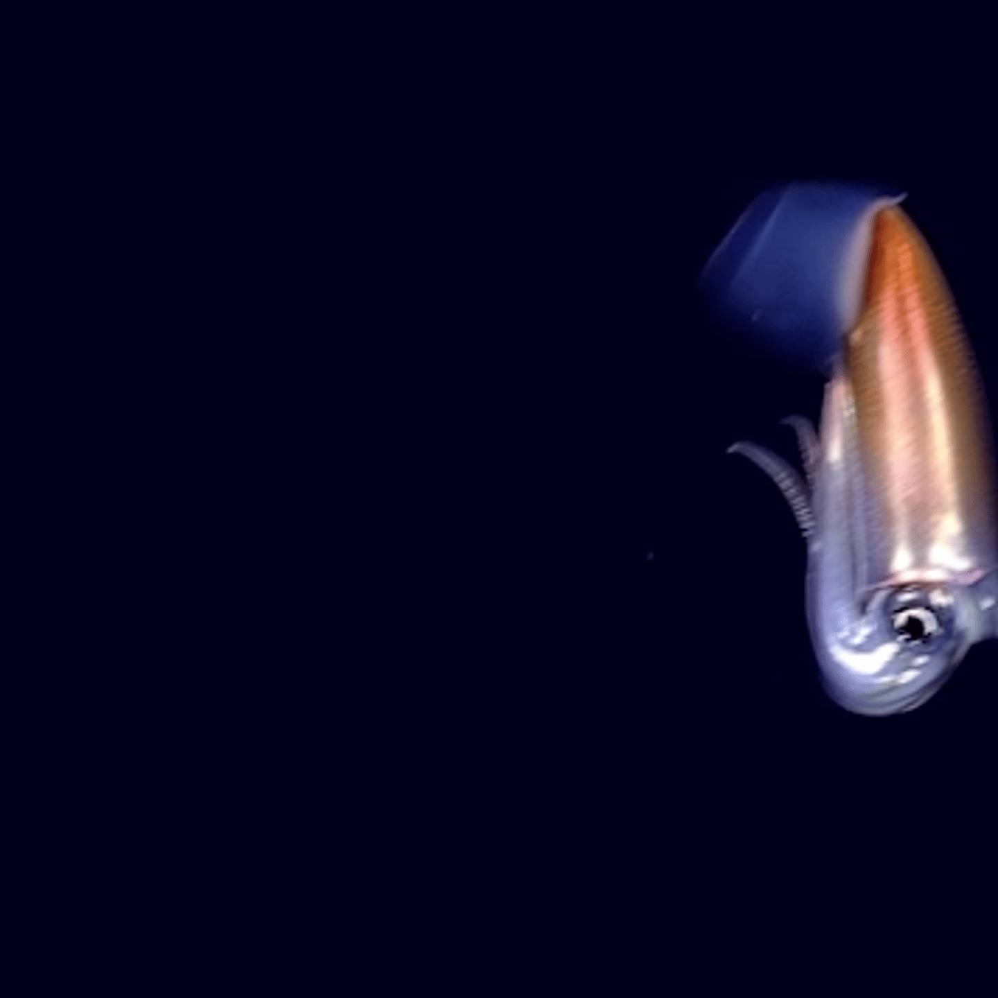 NOAA squid