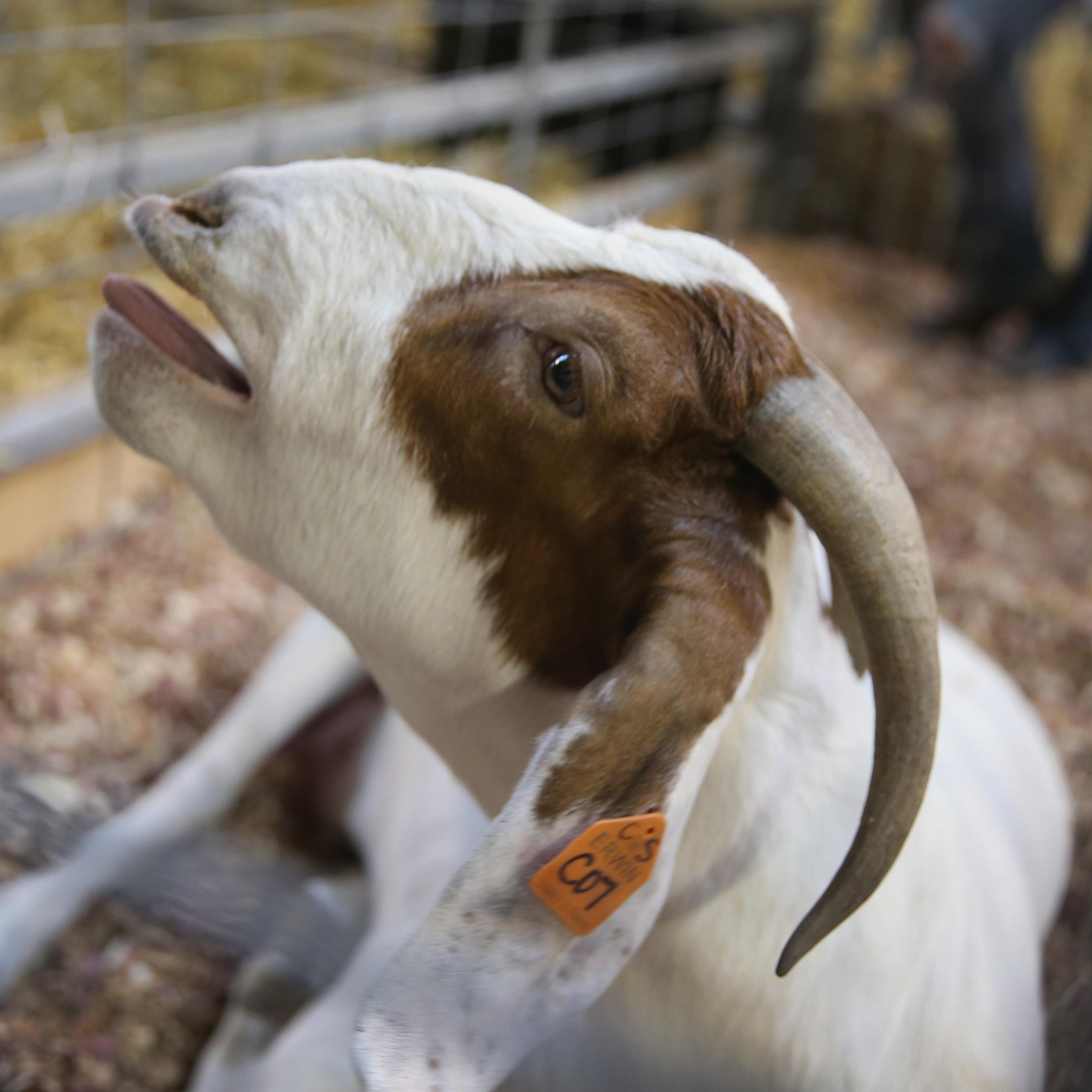 A goat gives birth at the Iowa State Fair on August 6, 2014 in Des Moines, Iowa.