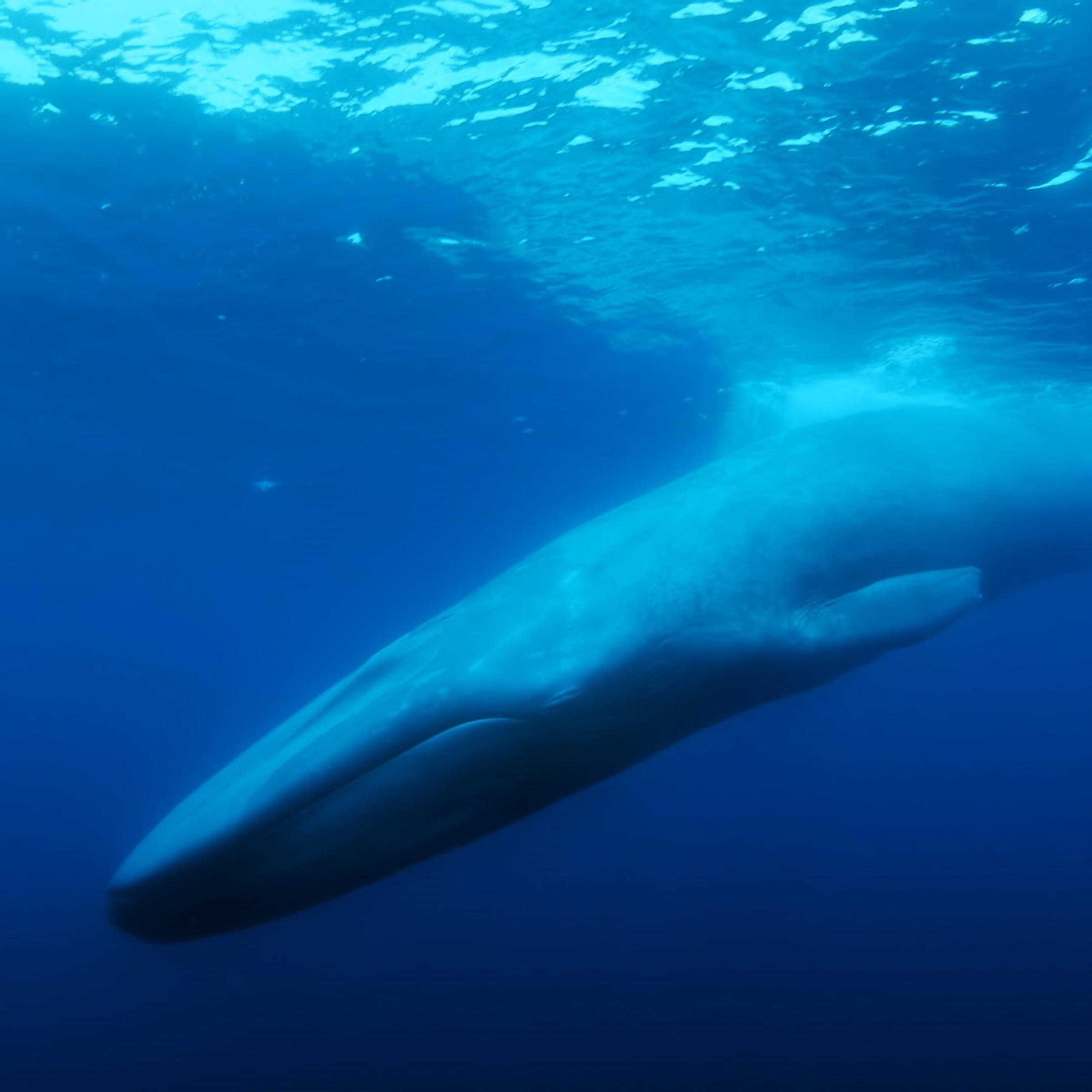 The Loneliest Whale