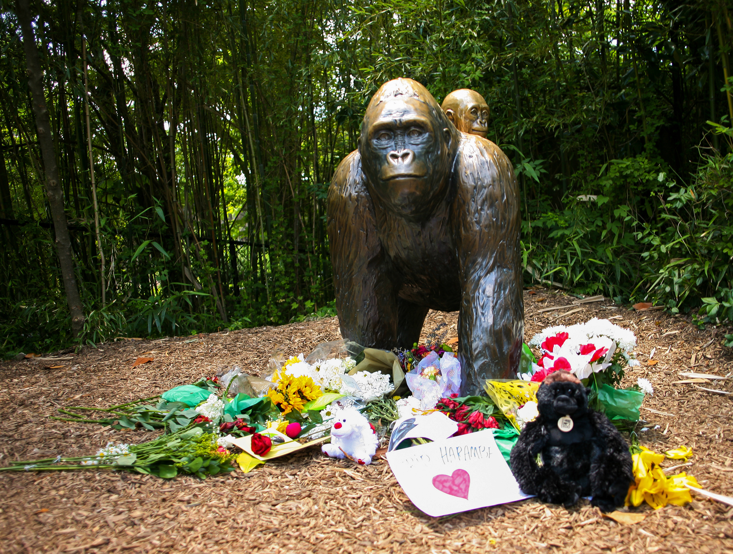 Flowers lay around a bronze statue of a gorilla and her baby outside the Cincinnati Zoo's Gorilla World exhibit, two days after a boy tumbled into its moat and officials were forced to kill Harambe, a Western lowland gorilla, in Cincinnati, Ohio, U.S. Ma