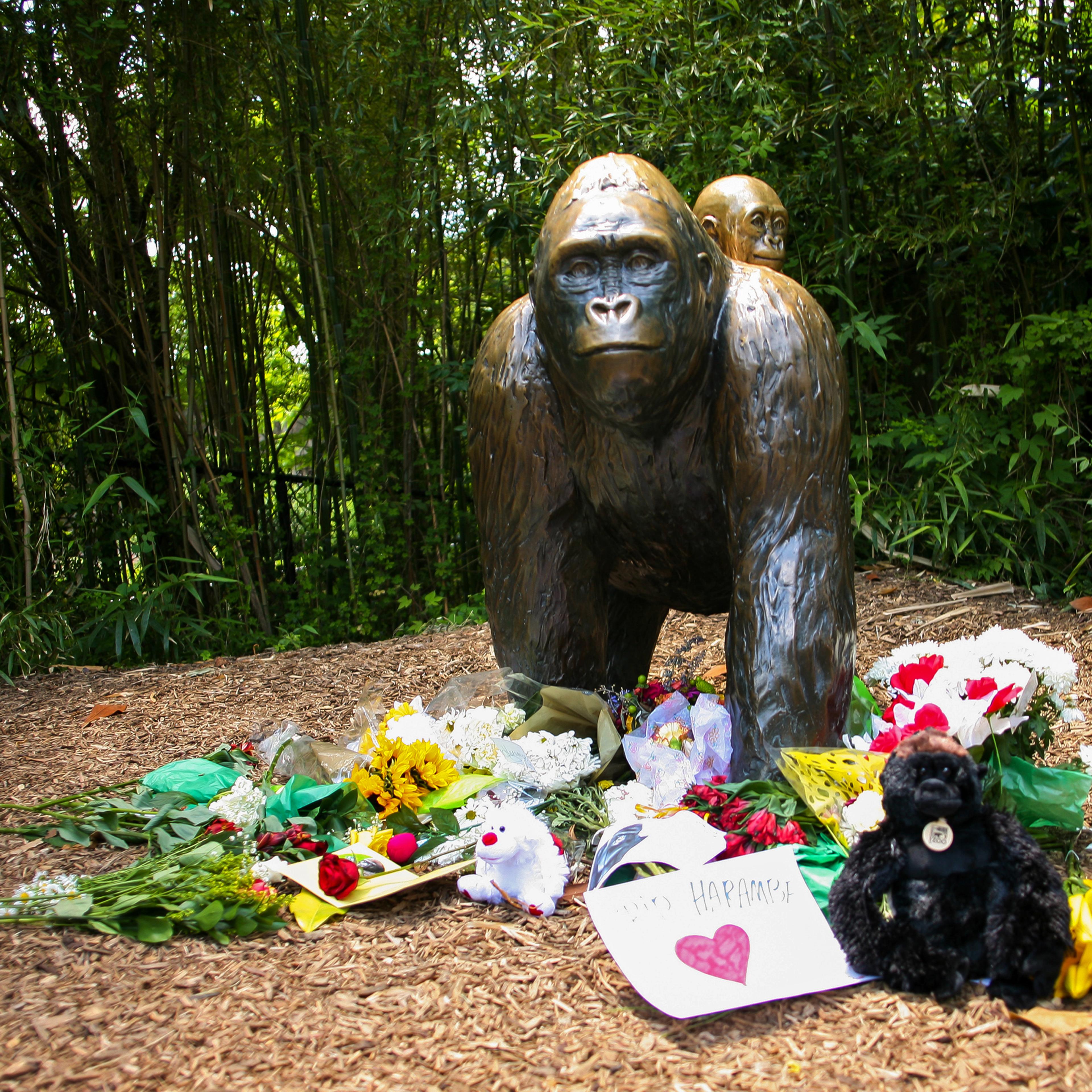 Flowers lay around a bronze statue of a gorilla and her baby outside the Cincinnati Zoo's Gorilla World exhibit, two days after a boy tumbled into its moat and officials were forced to kill Harambe, a Western lowland gorilla, in Cincinnati, Ohio, U.S. Ma