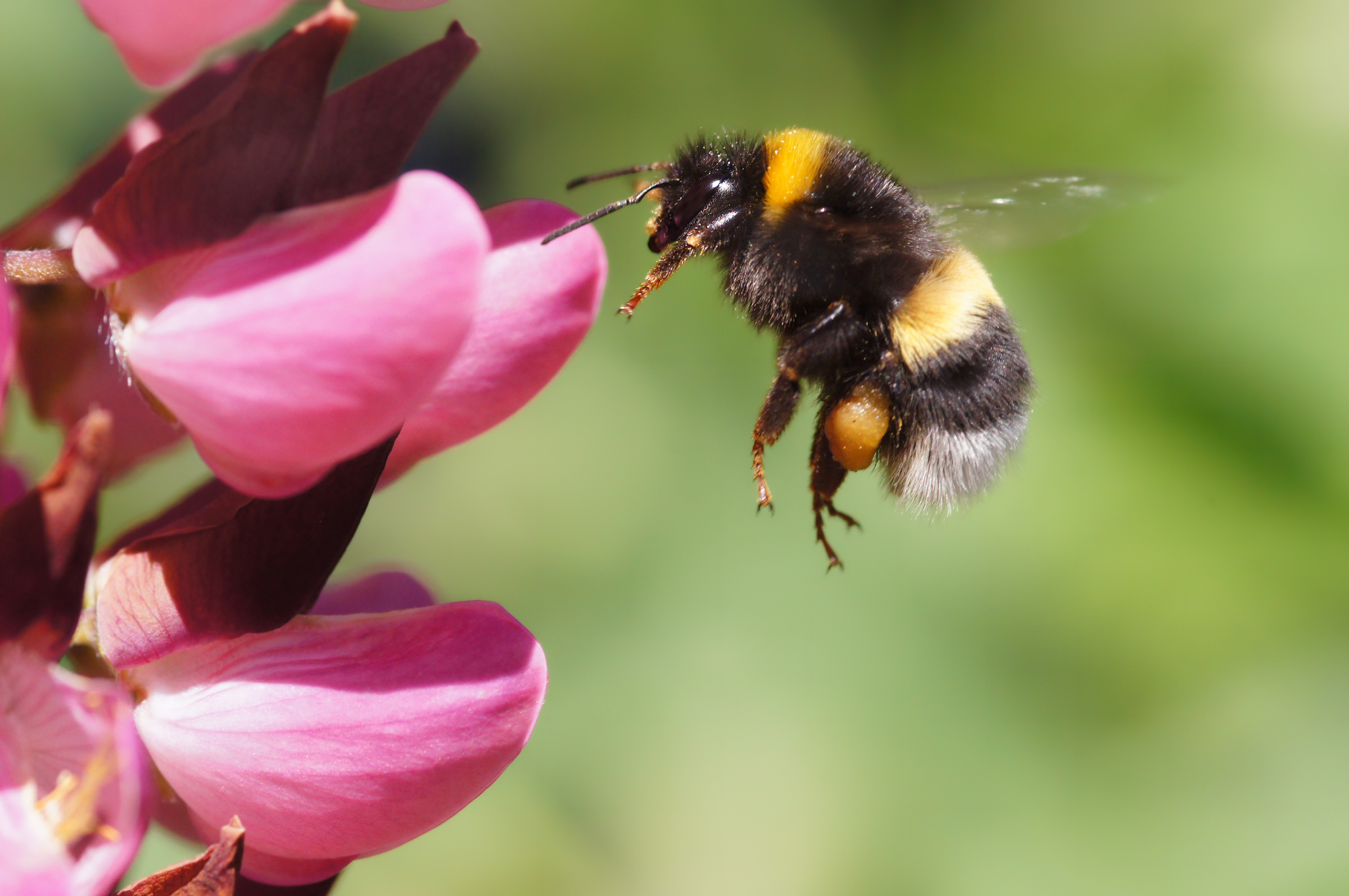 bumble bee endangered species trump