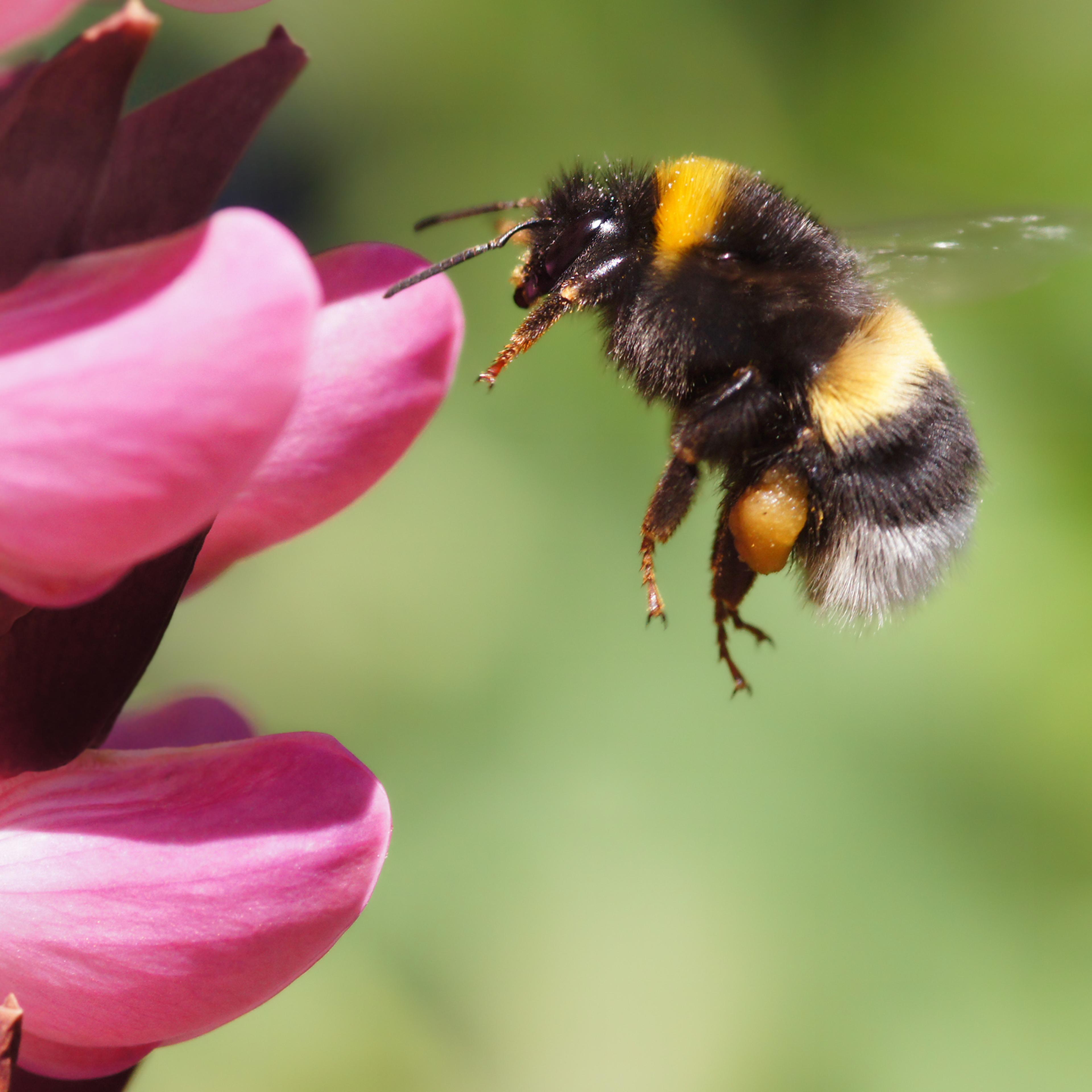 bumble bee endangered species trump