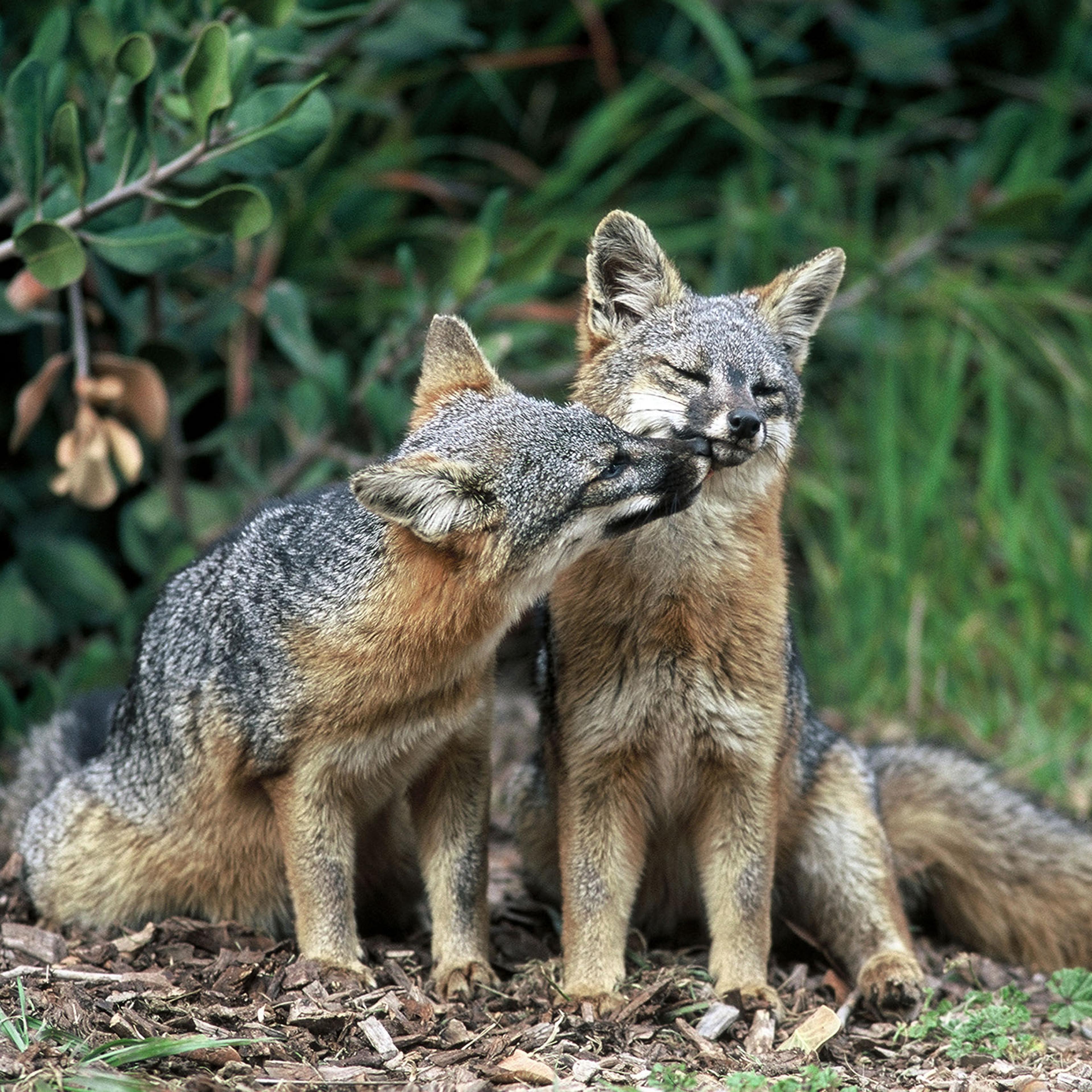 Two island foxes in Channel Islands National Park, Calif. Three fox subspecies native to California's Channel Islands were removed from the list of endangered species, Aug. 11, 2016.