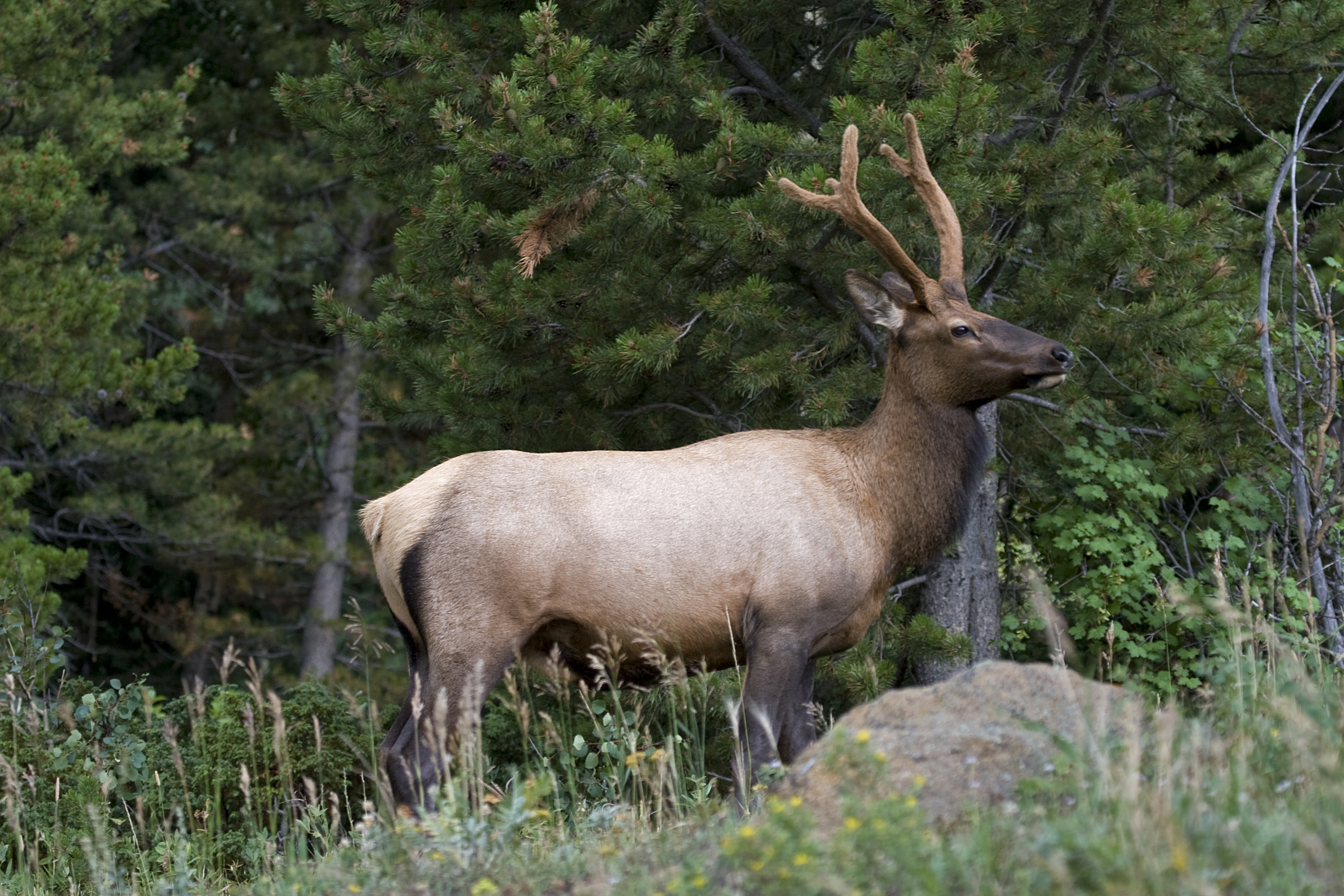 Male Elk
