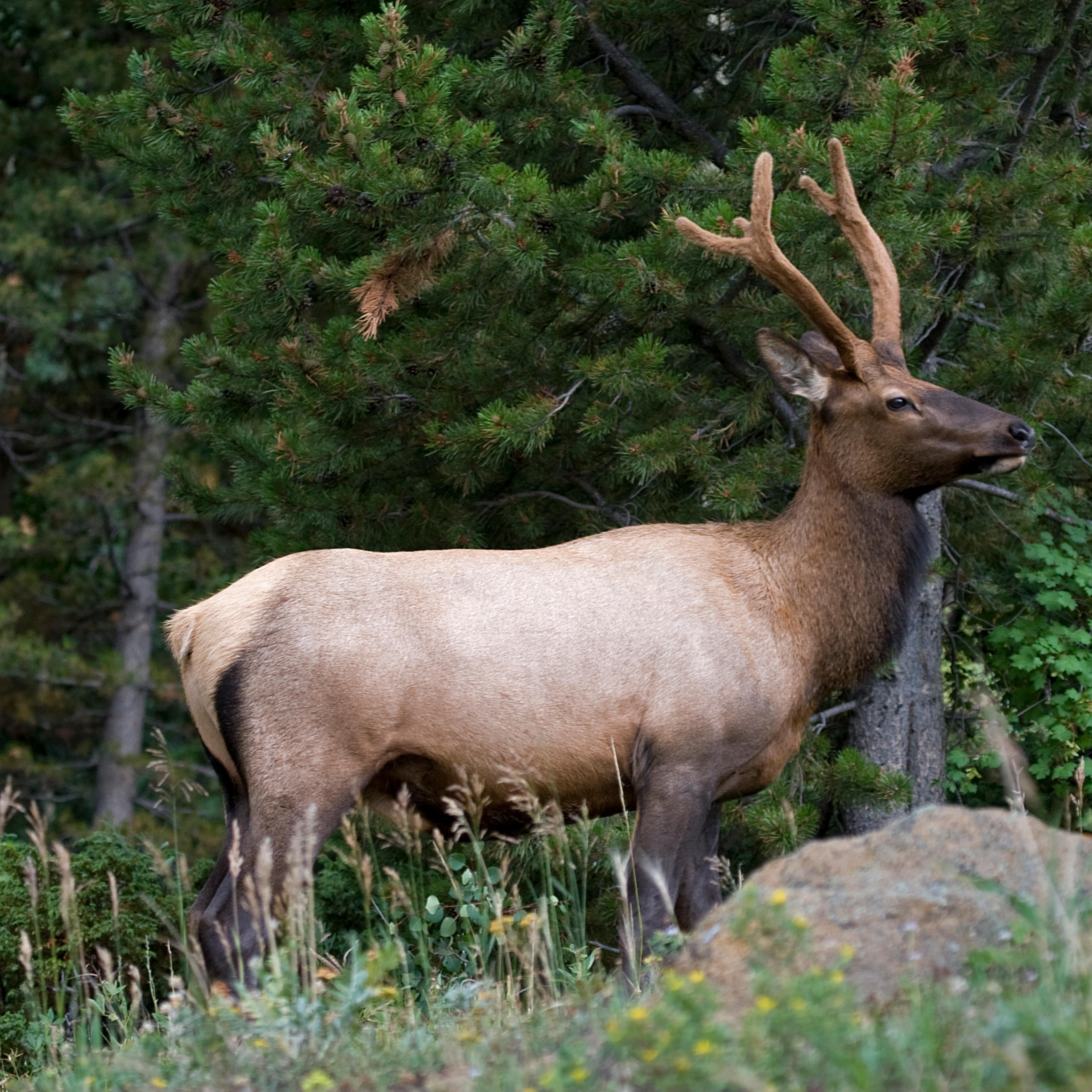 Male Elk