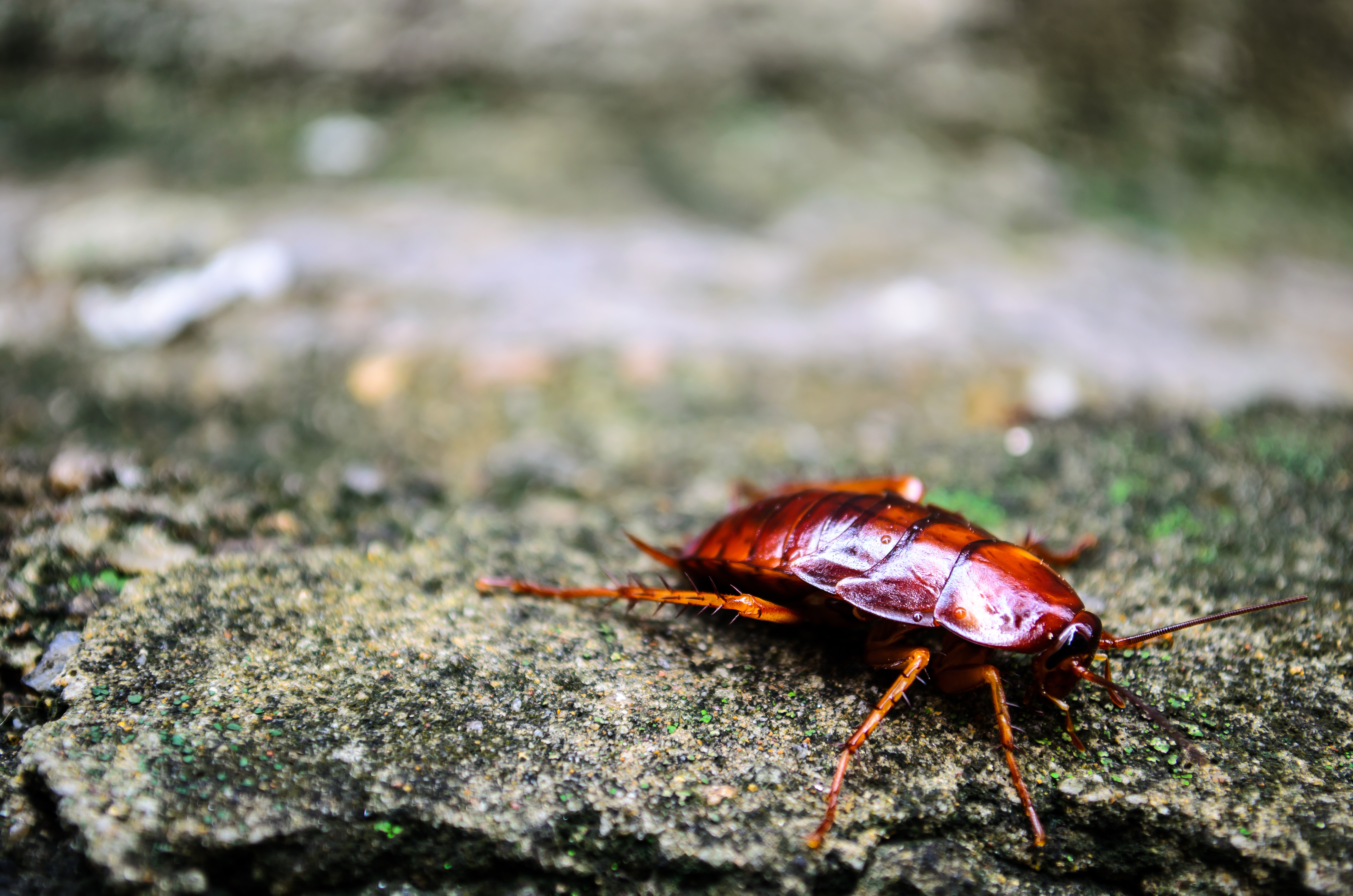 Red Cockroach