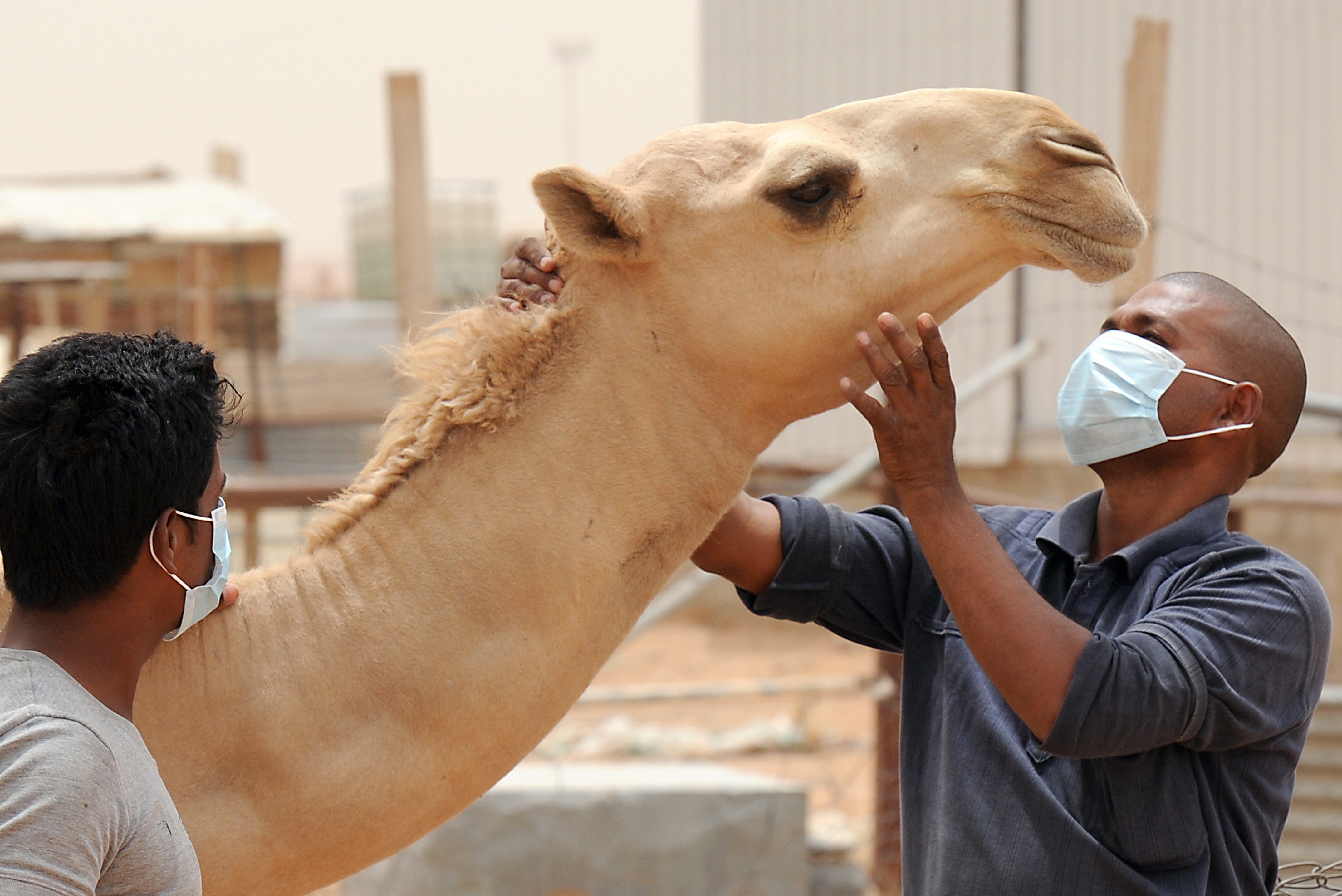 Camel MERS