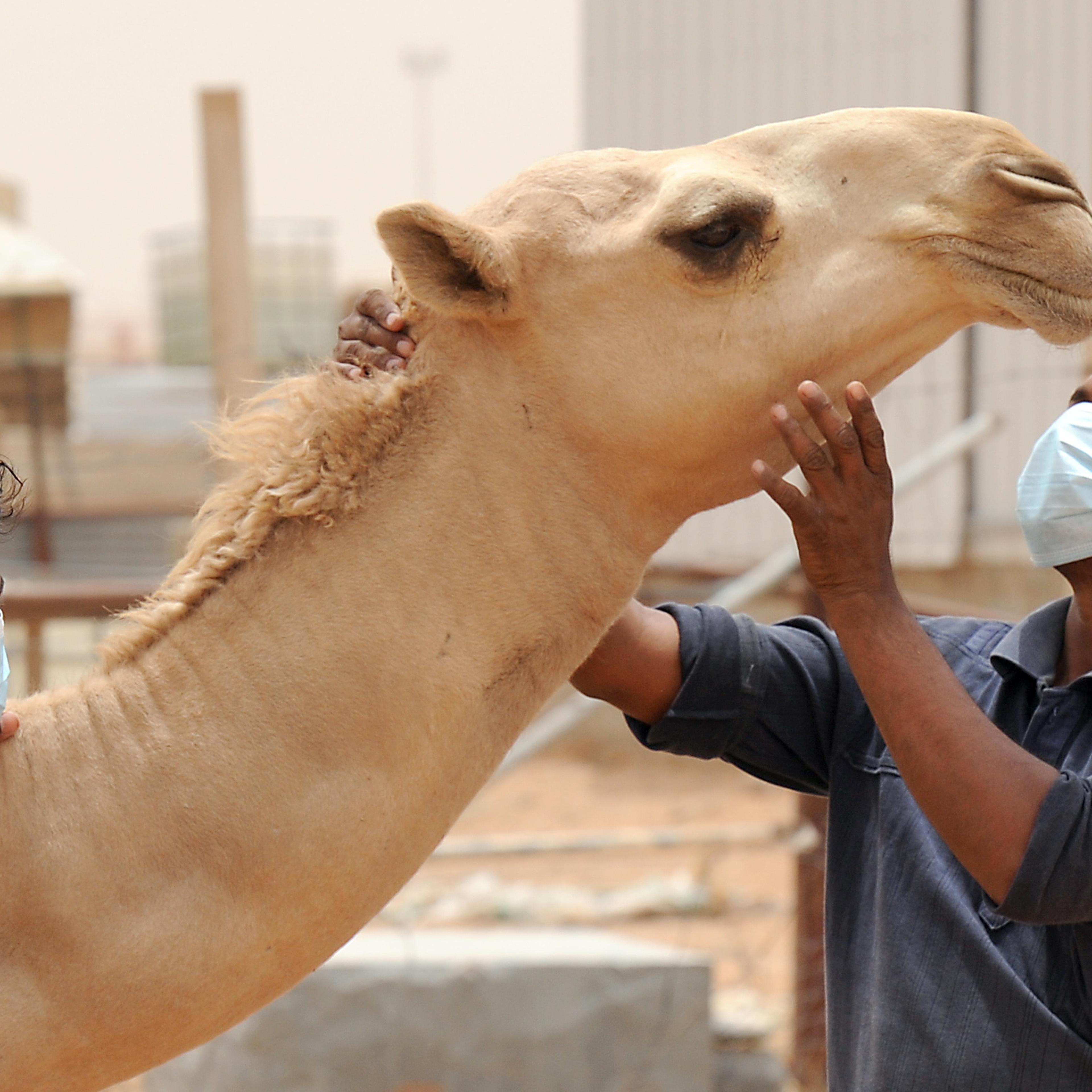 Camel MERS