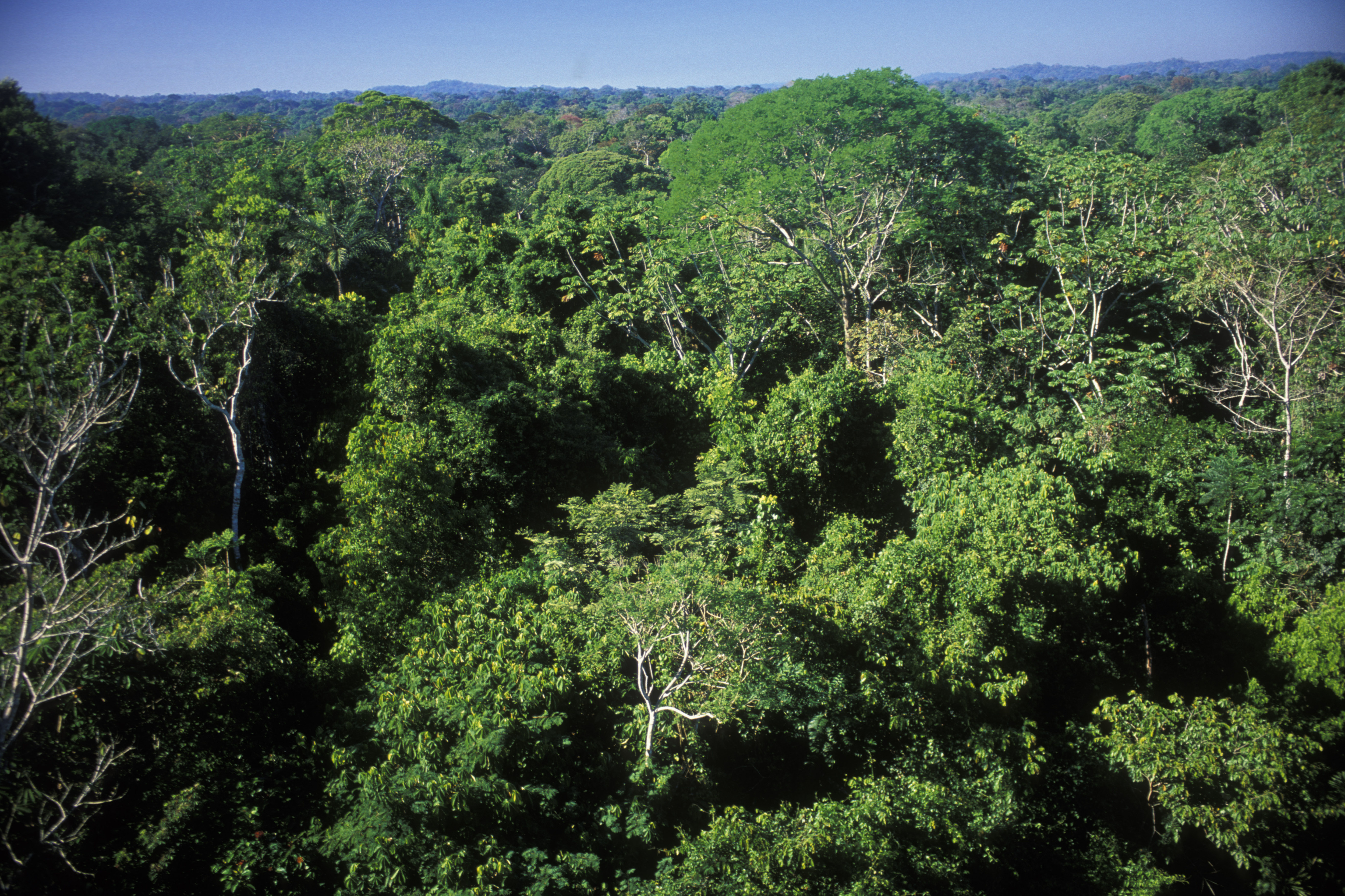 Easy to get lost—hard to be found: the dense canopy of the Amazon rainforest
