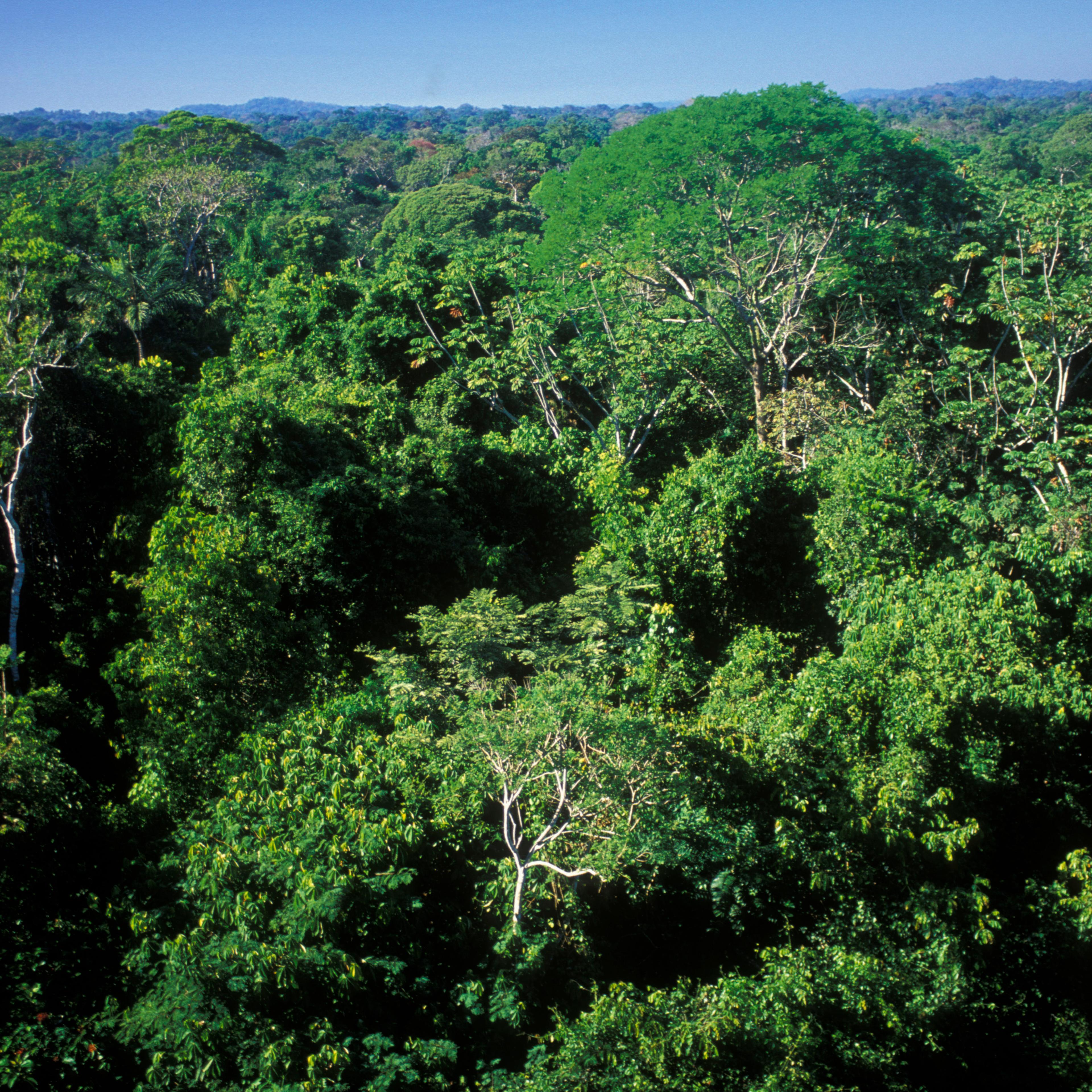 Easy to get lost—hard to be found: the dense canopy of the Amazon rainforest