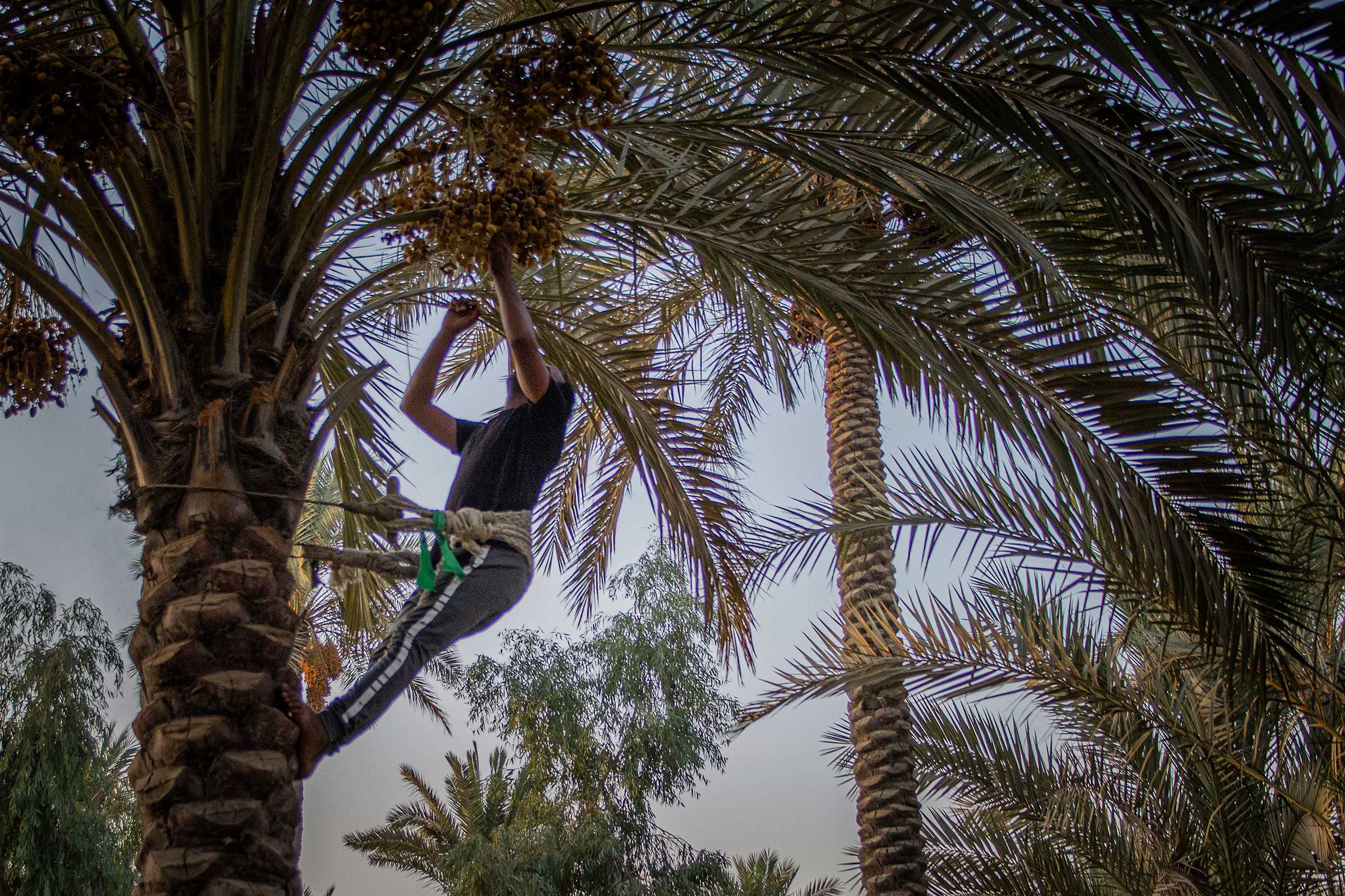 Zemen Al Shammari harvests dates during sunset.