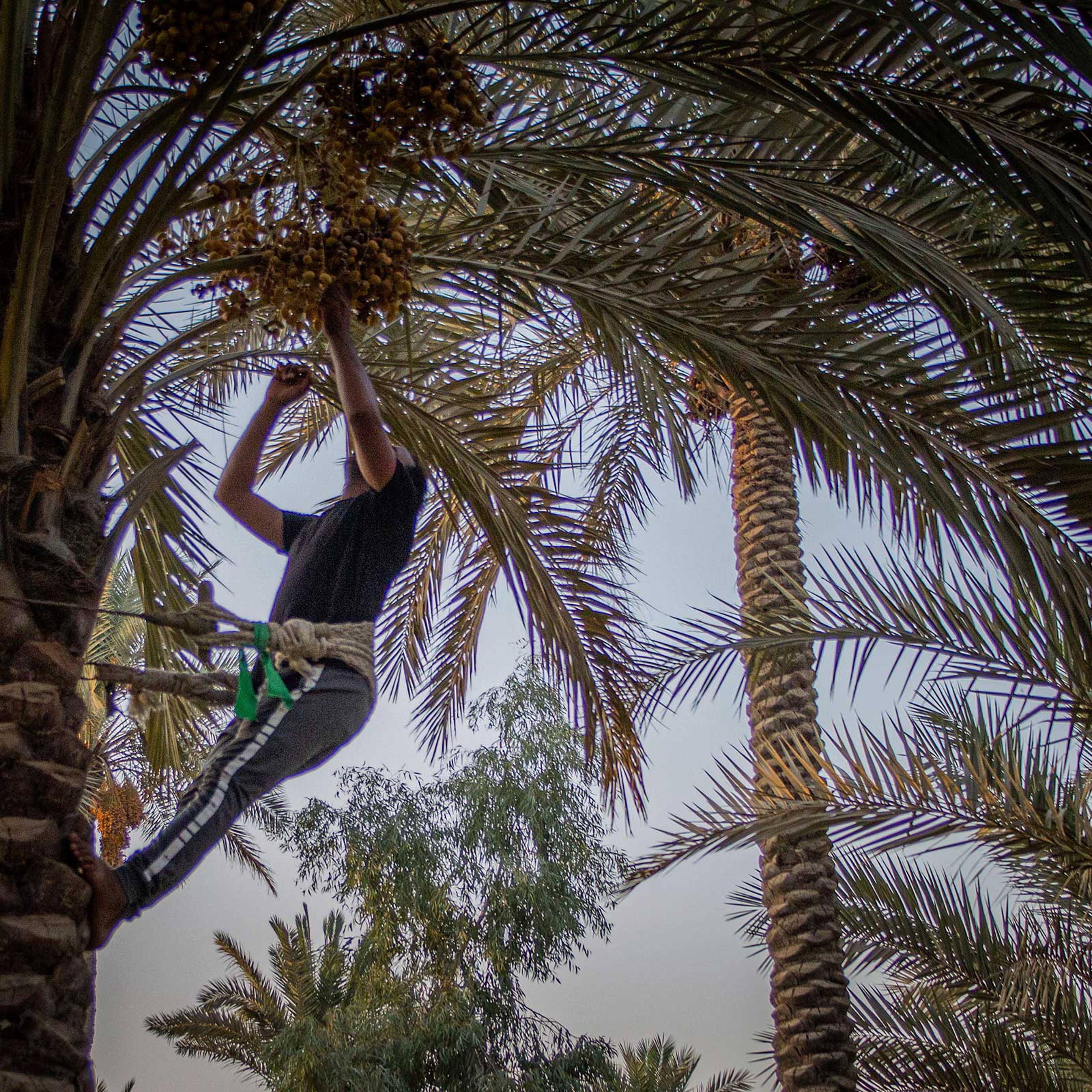 Zemen Al Shammari harvests dates during sunset.