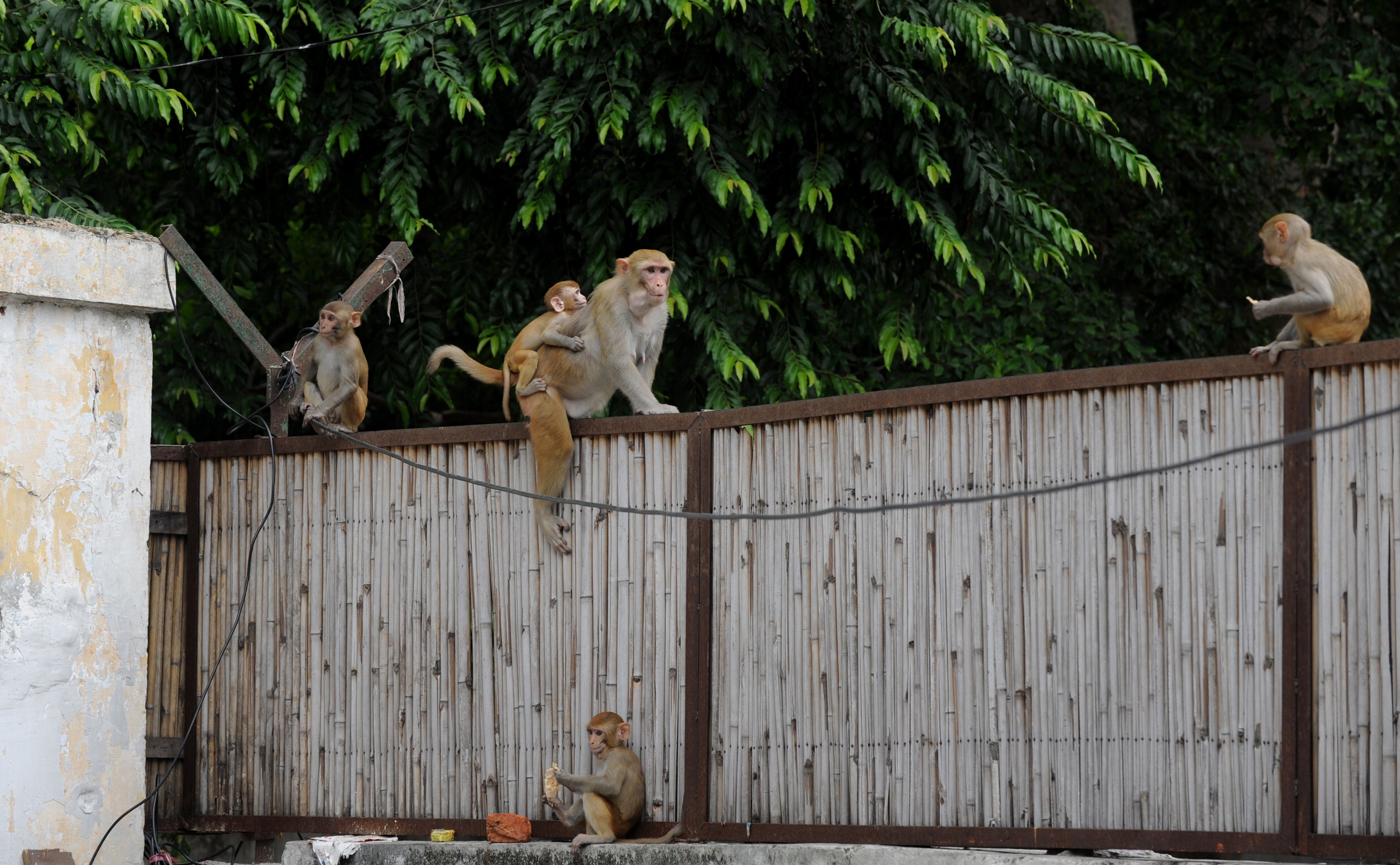 In this photograph taken on August 5, 2014, monkeys gather on a fence in the backyard of a home in New Delhi. The government has hired 40 "monkey wallahs", an Indian term that roughly translates as monkey men, who mimic the aggressive langur, the natural