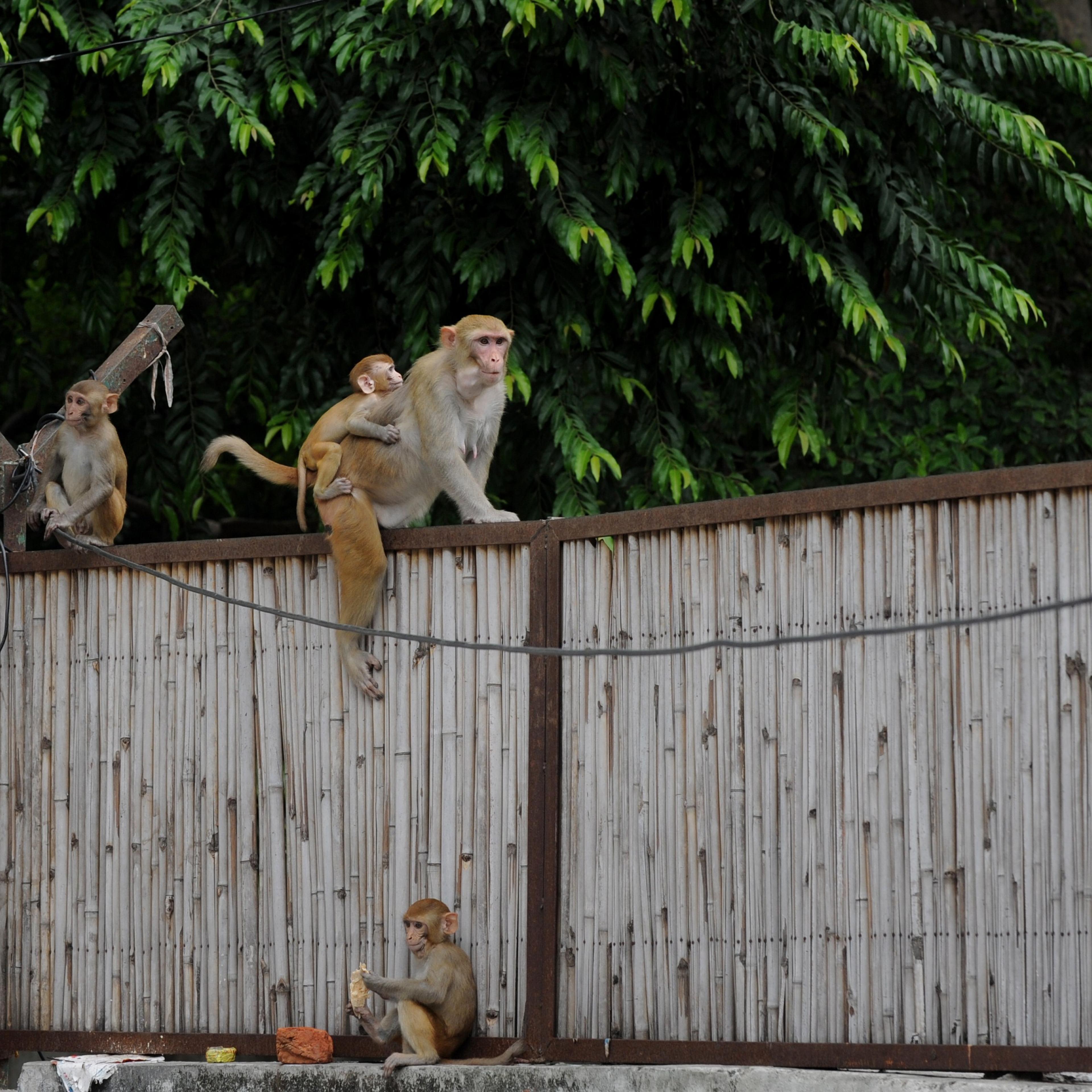 In this photograph taken on August 5, 2014, monkeys gather on a fence in the backyard of a home in New Delhi. The government has hired 40 "monkey wallahs", an Indian term that roughly translates as monkey men, who mimic the aggressive langur, the natural