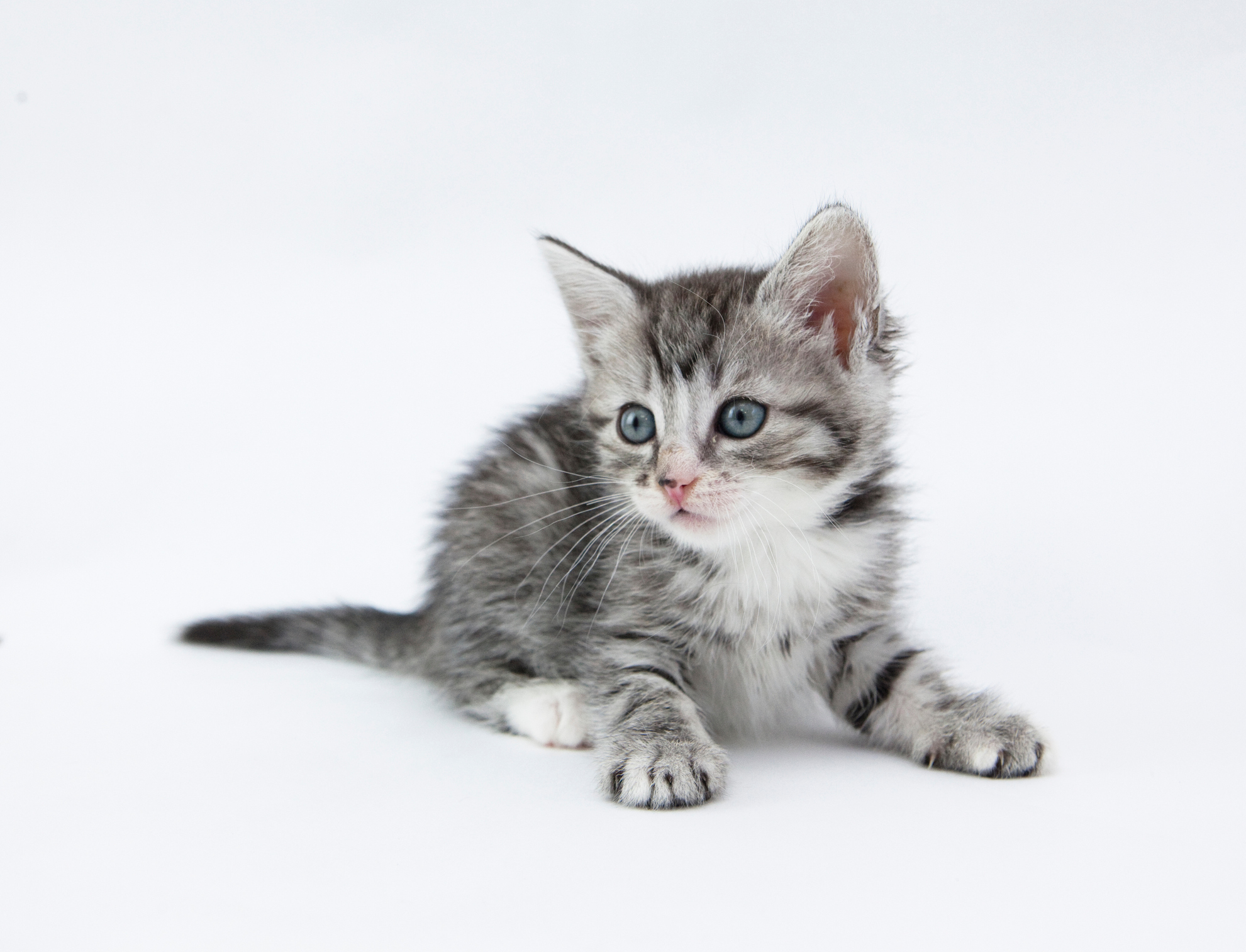 Gray kitten