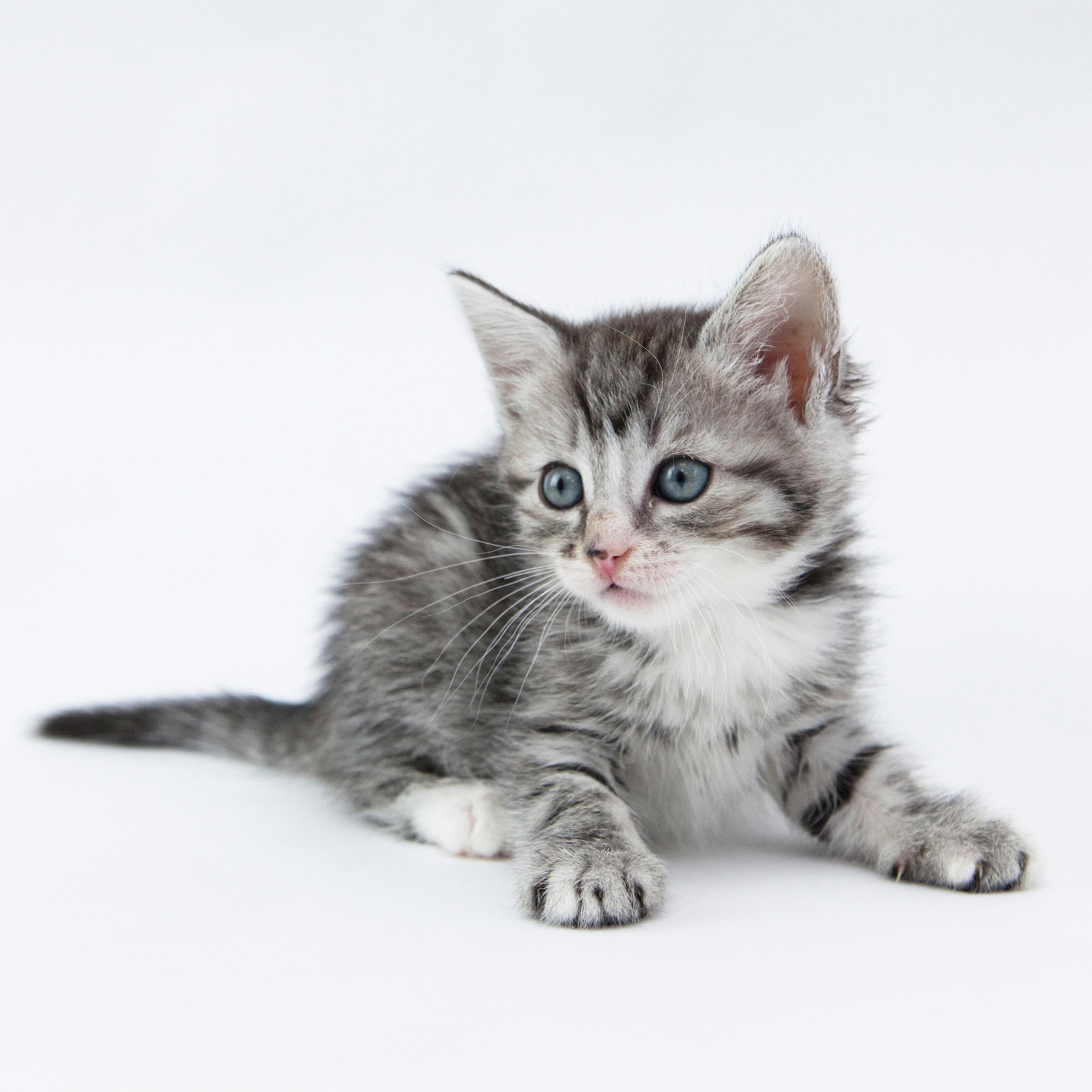 Gray kitten