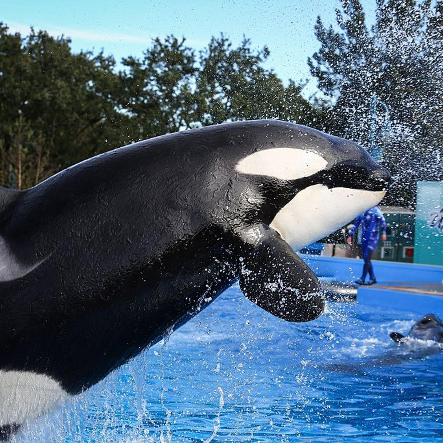 Killer whale life spans