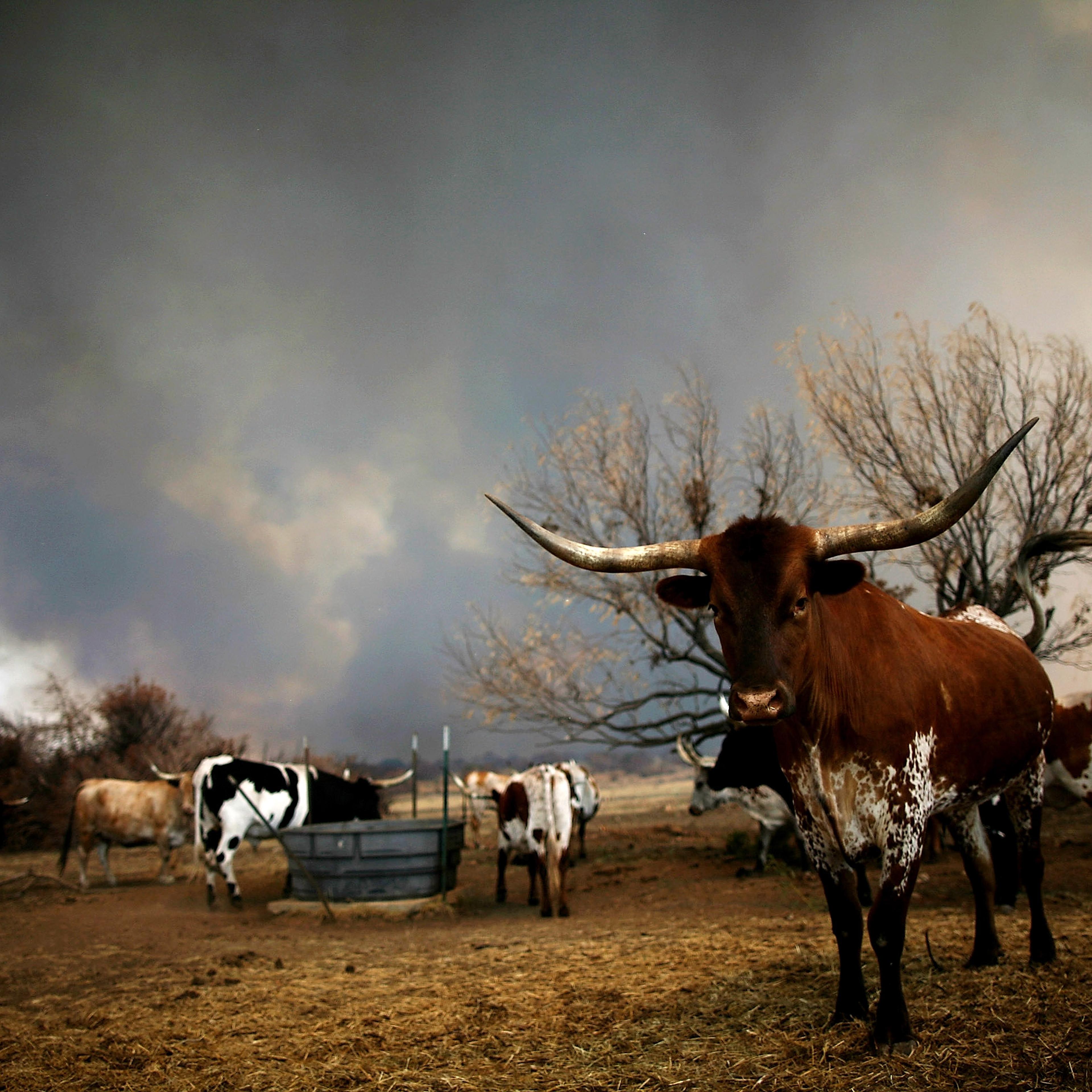 A herd of longhorn cattle stand as wildfire rages near on September 1, 2011 in Graford, Texas