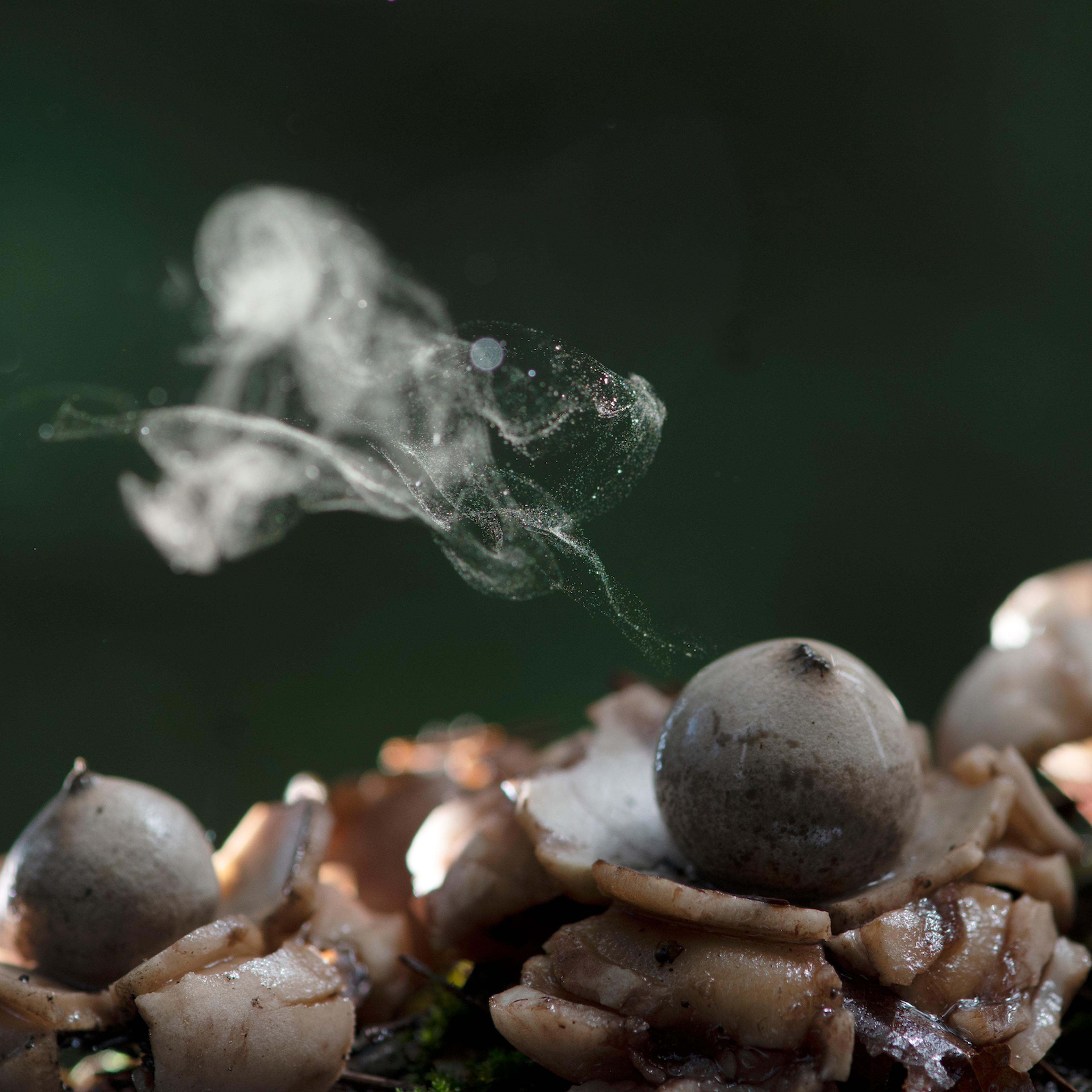 Puffball Mushroom releasing Spores dust in Tropical Rainforest.