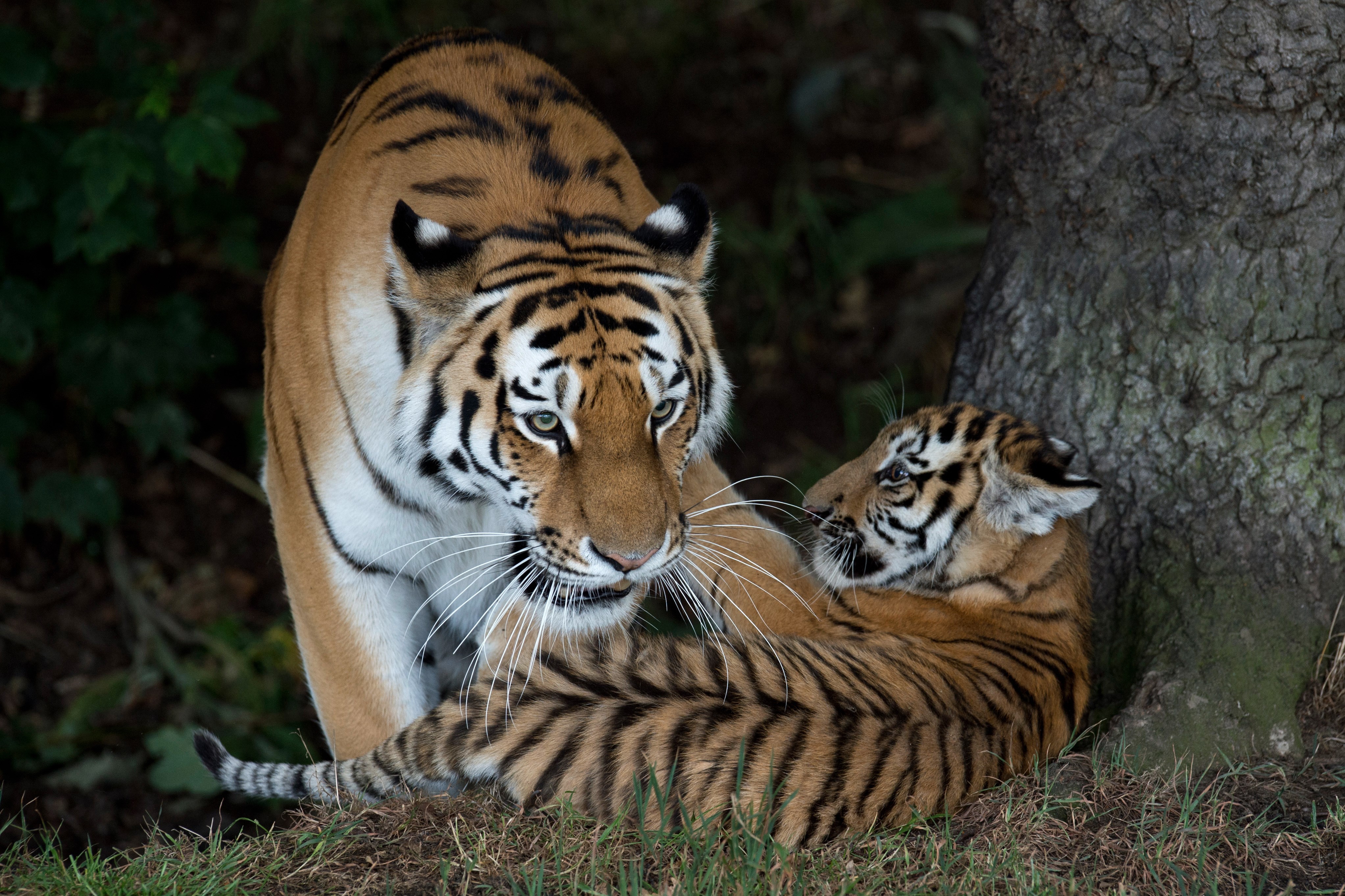BRITAIN-ANIMAL-WILDLIFE-ENDANGERED-TIGERS