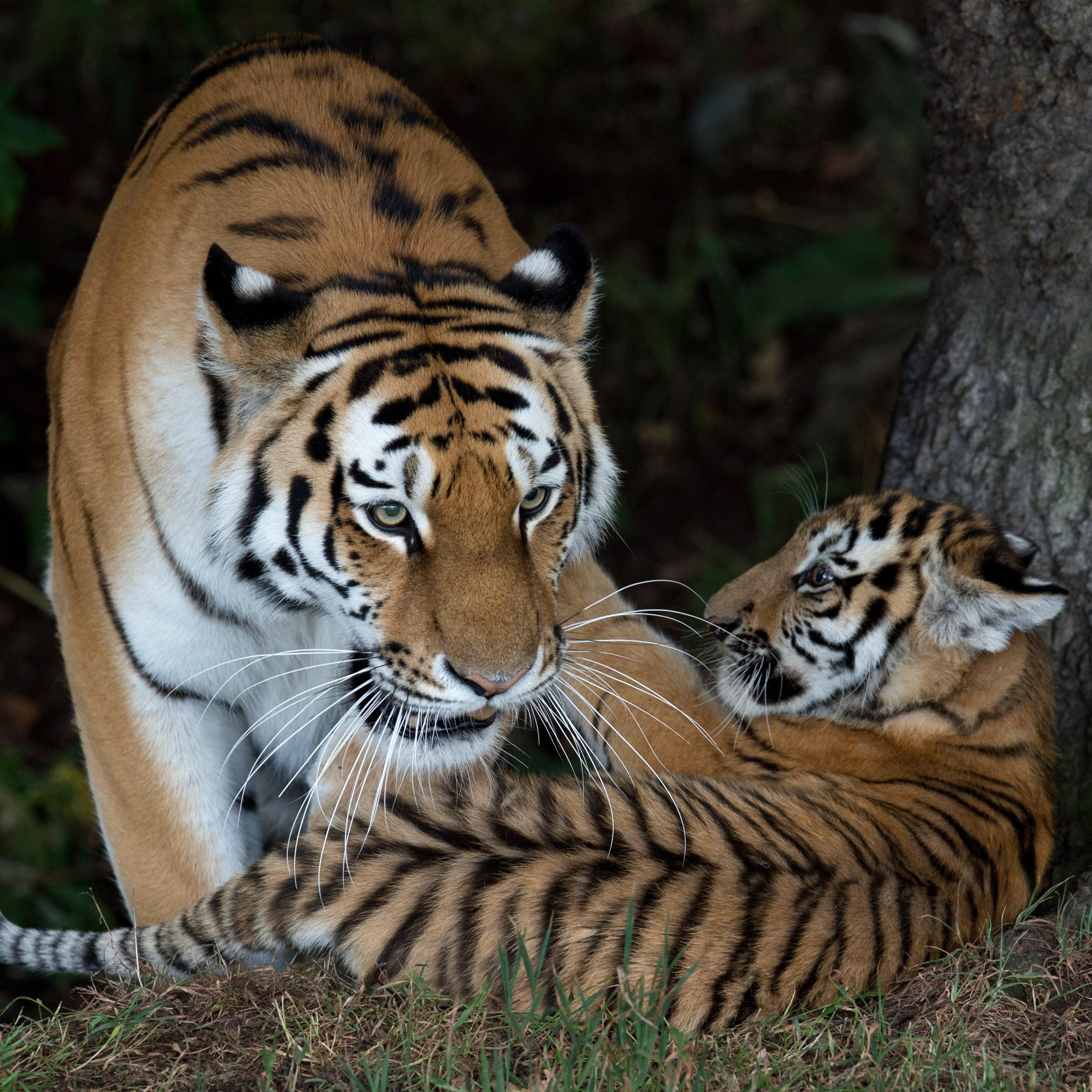 BRITAIN-ANIMAL-WILDLIFE-ENDANGERED-TIGERS