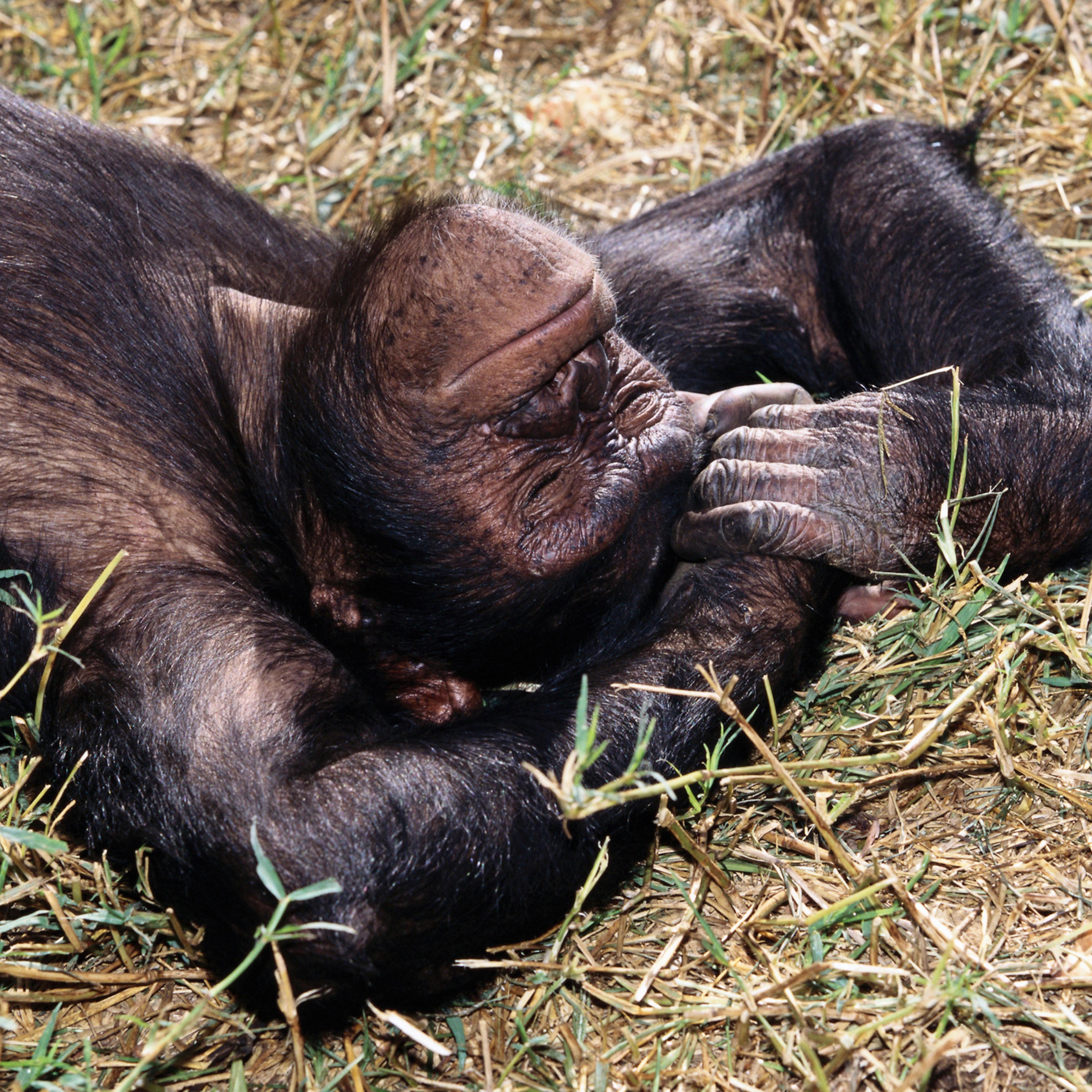 A chimpanzee sleeping at the Chimfunshi Chimpanzee Orphanage.