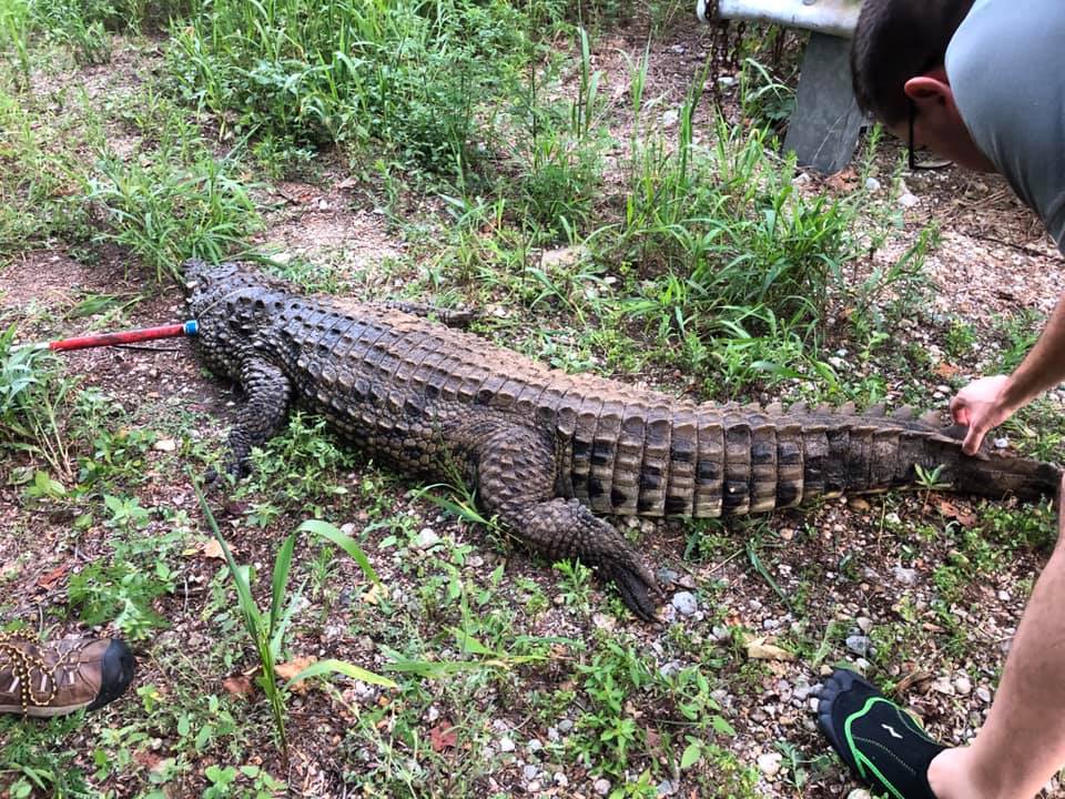 Crocodile