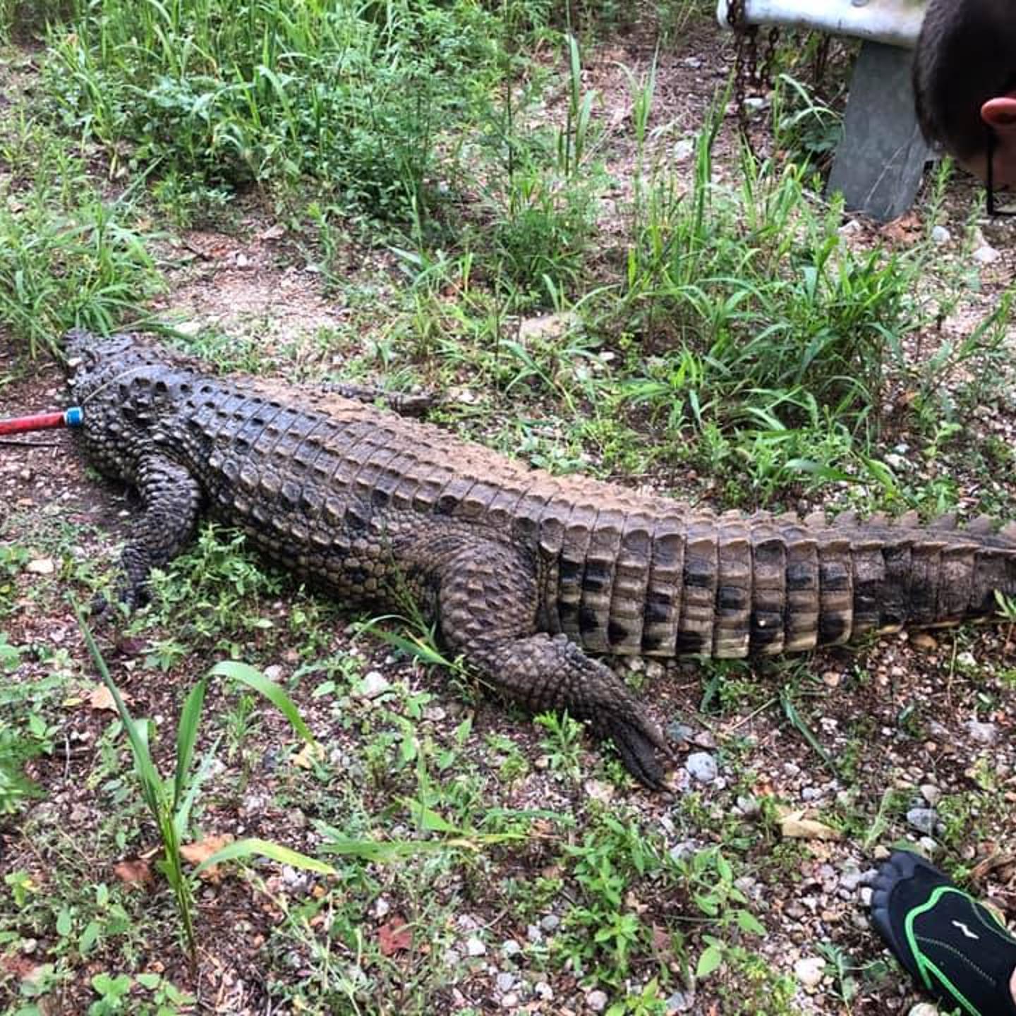 Crocodile