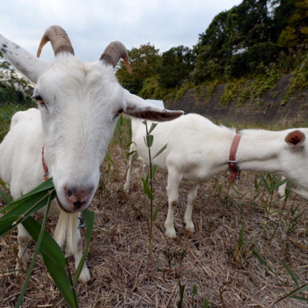 Amazon Japan doubles goat workforce