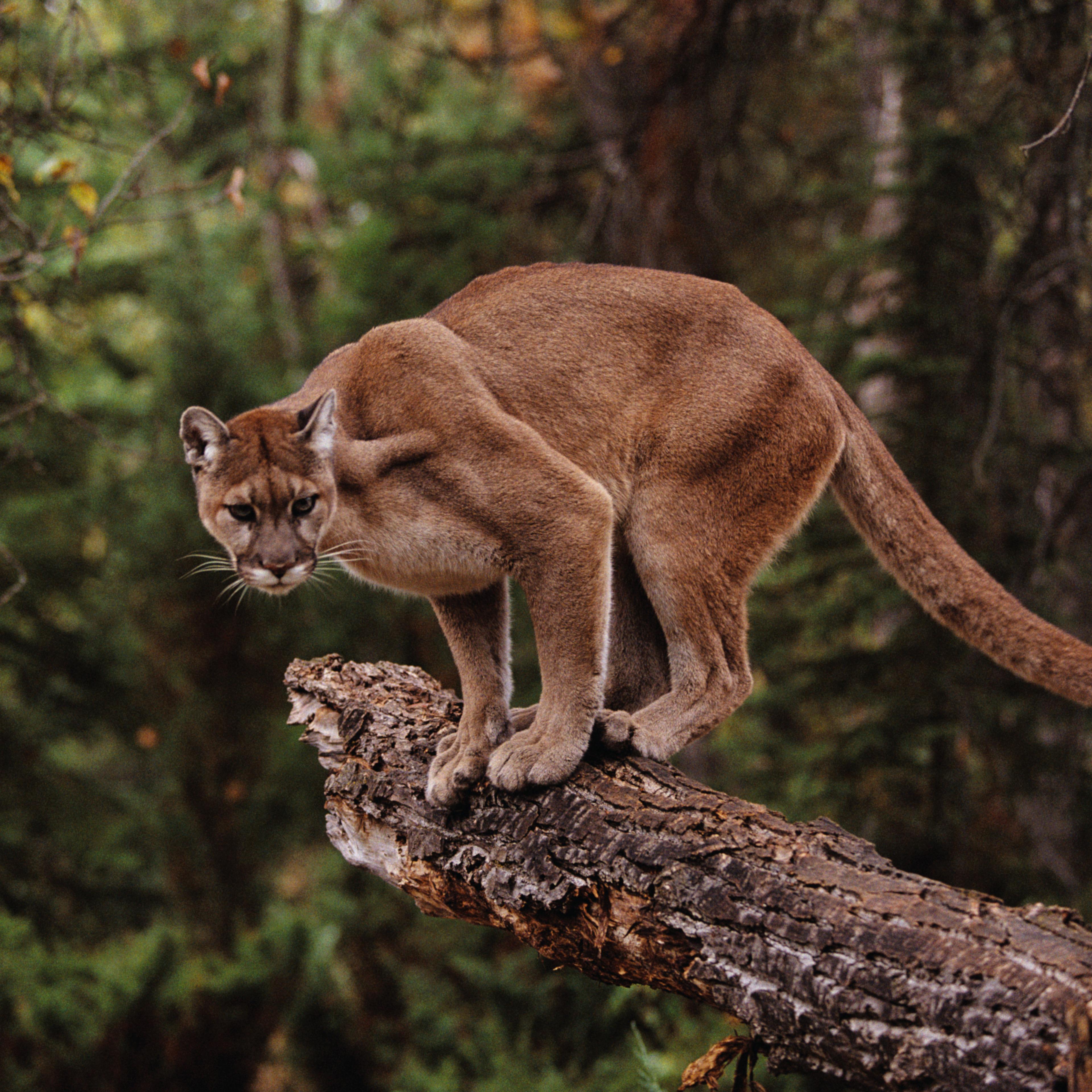 Mountain Lion on Tree Stump
