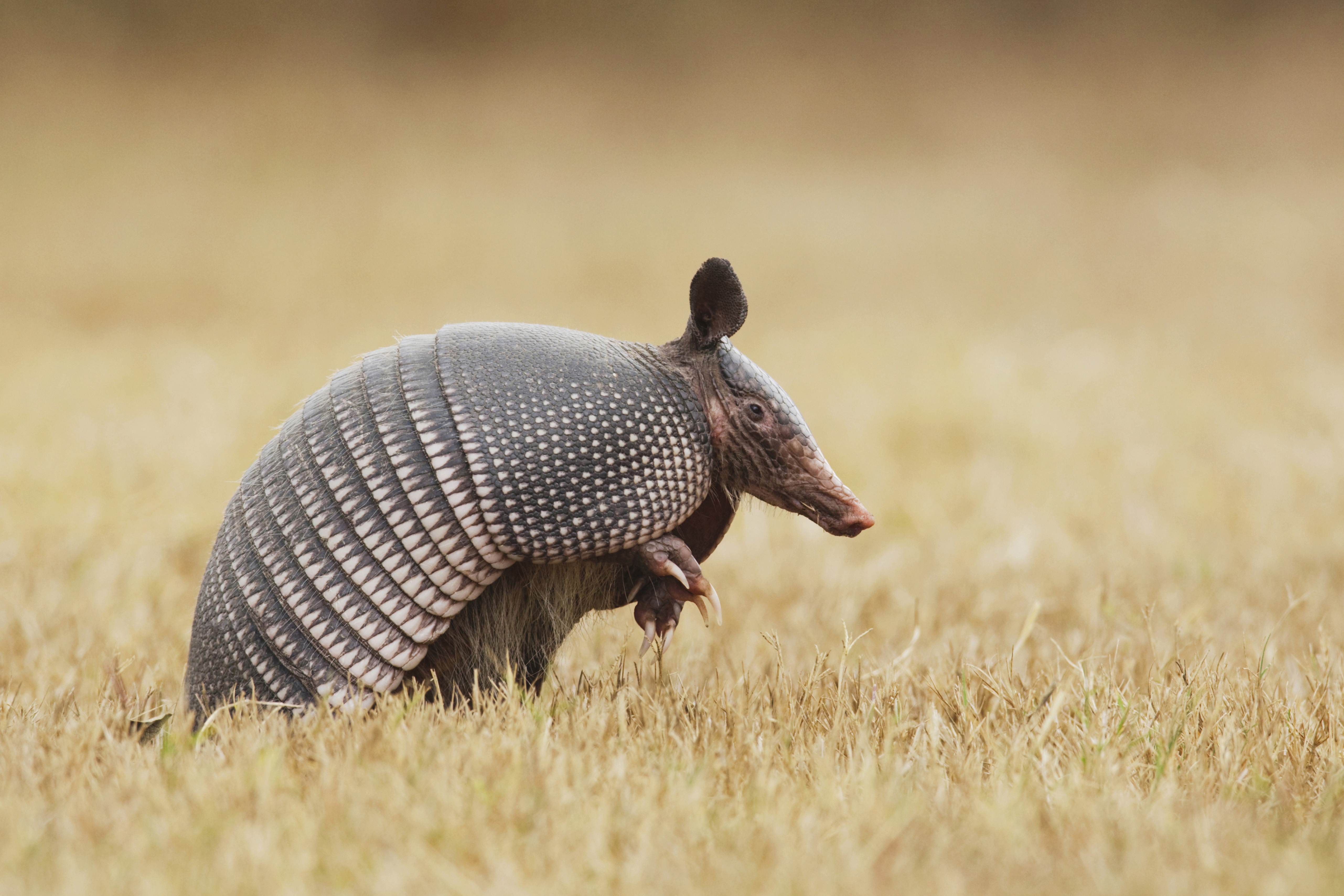 Nine-banded Armadillo