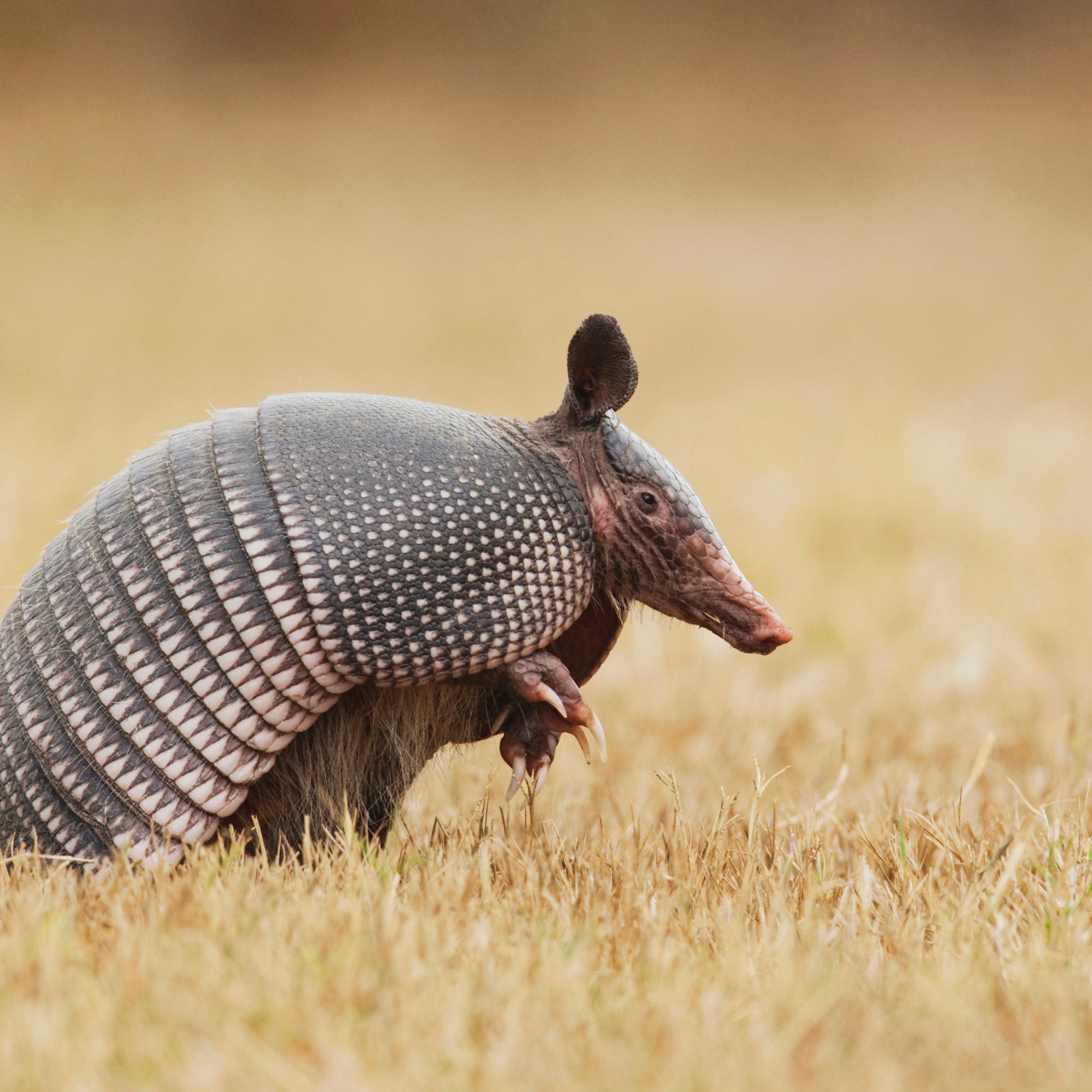 Nine-banded Armadillo