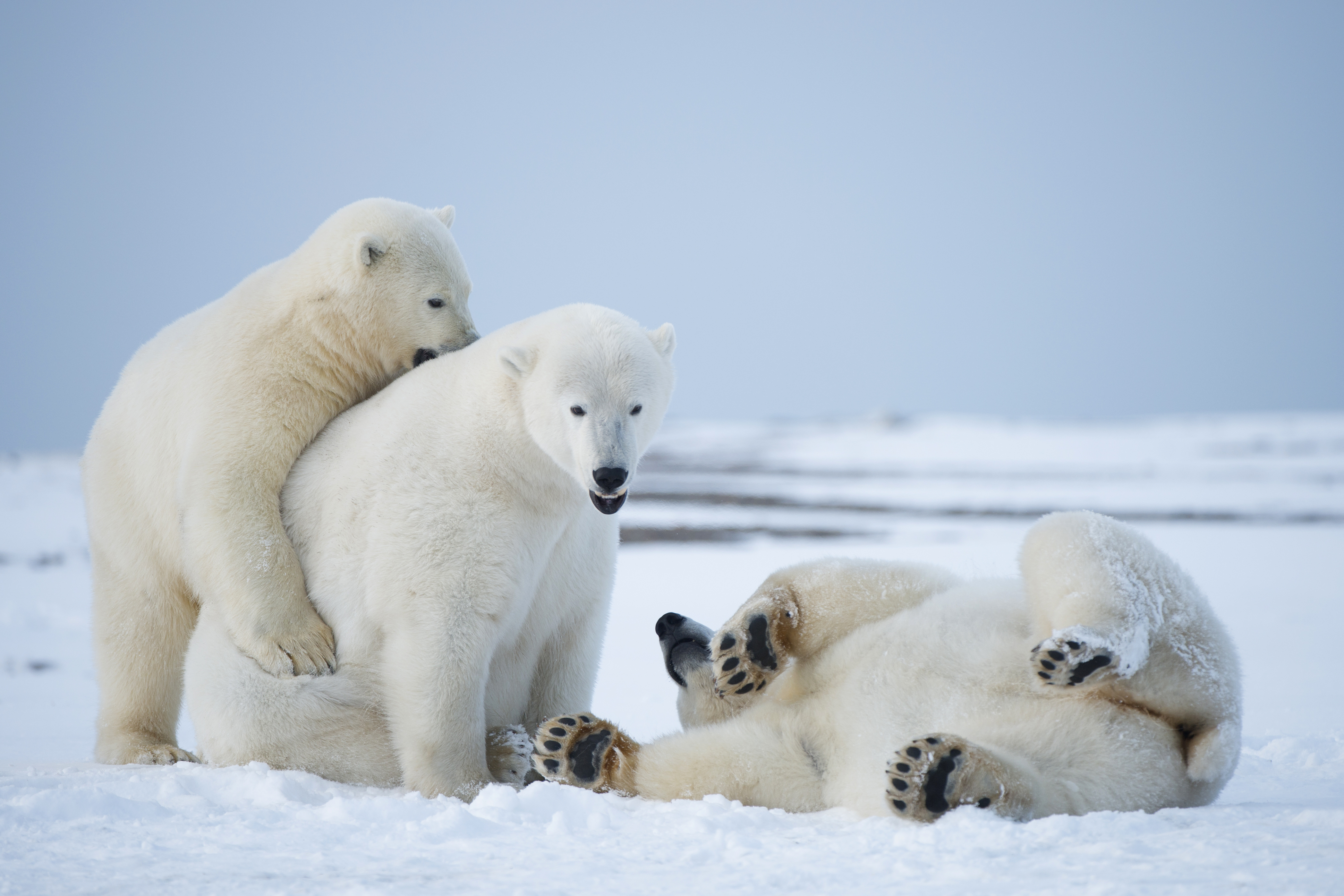 Alaska Oil Drilling