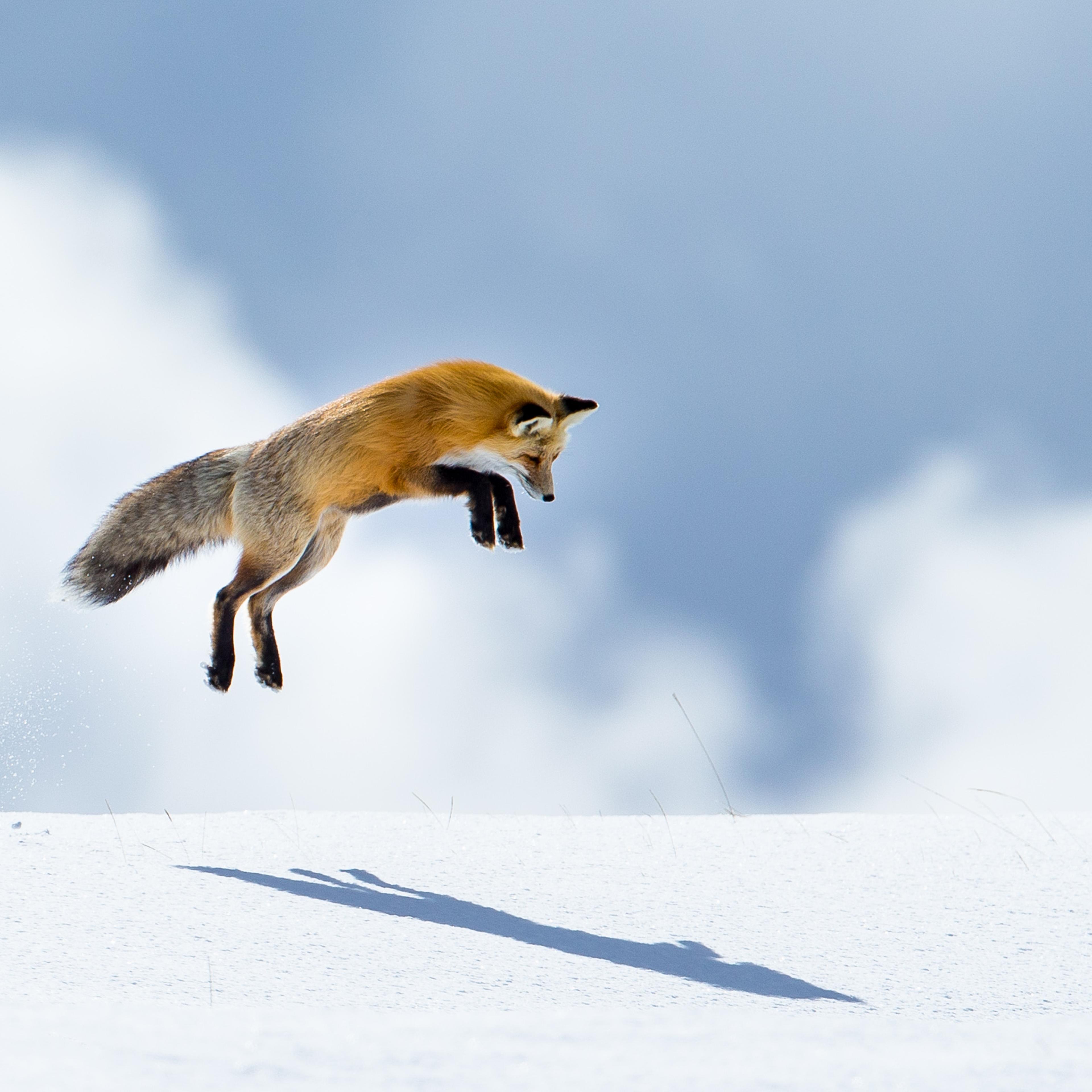 Peter Pan and His Shadow, Fox mousing jump, Yellowstone National Park, 2015.