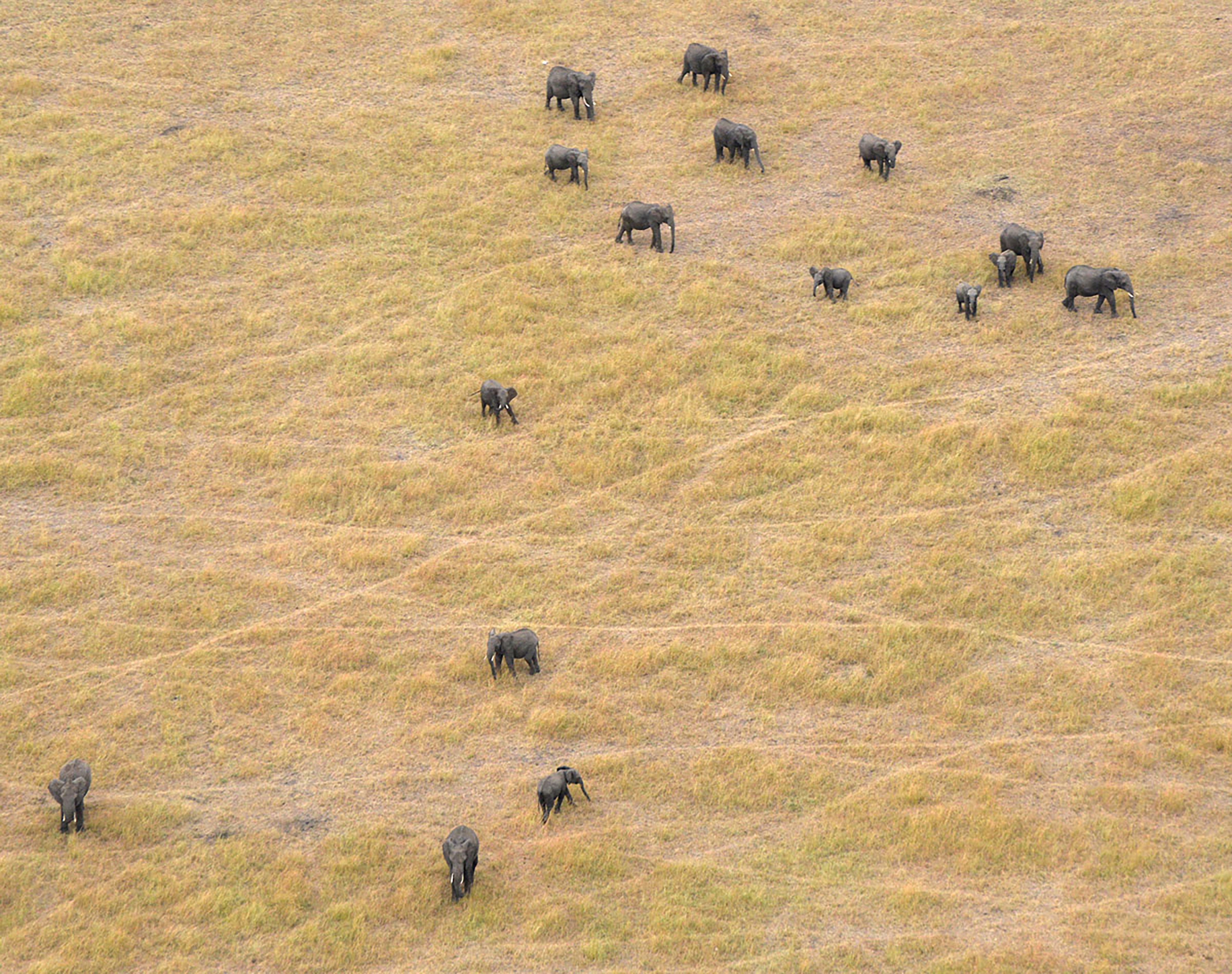 Great Elephant Census