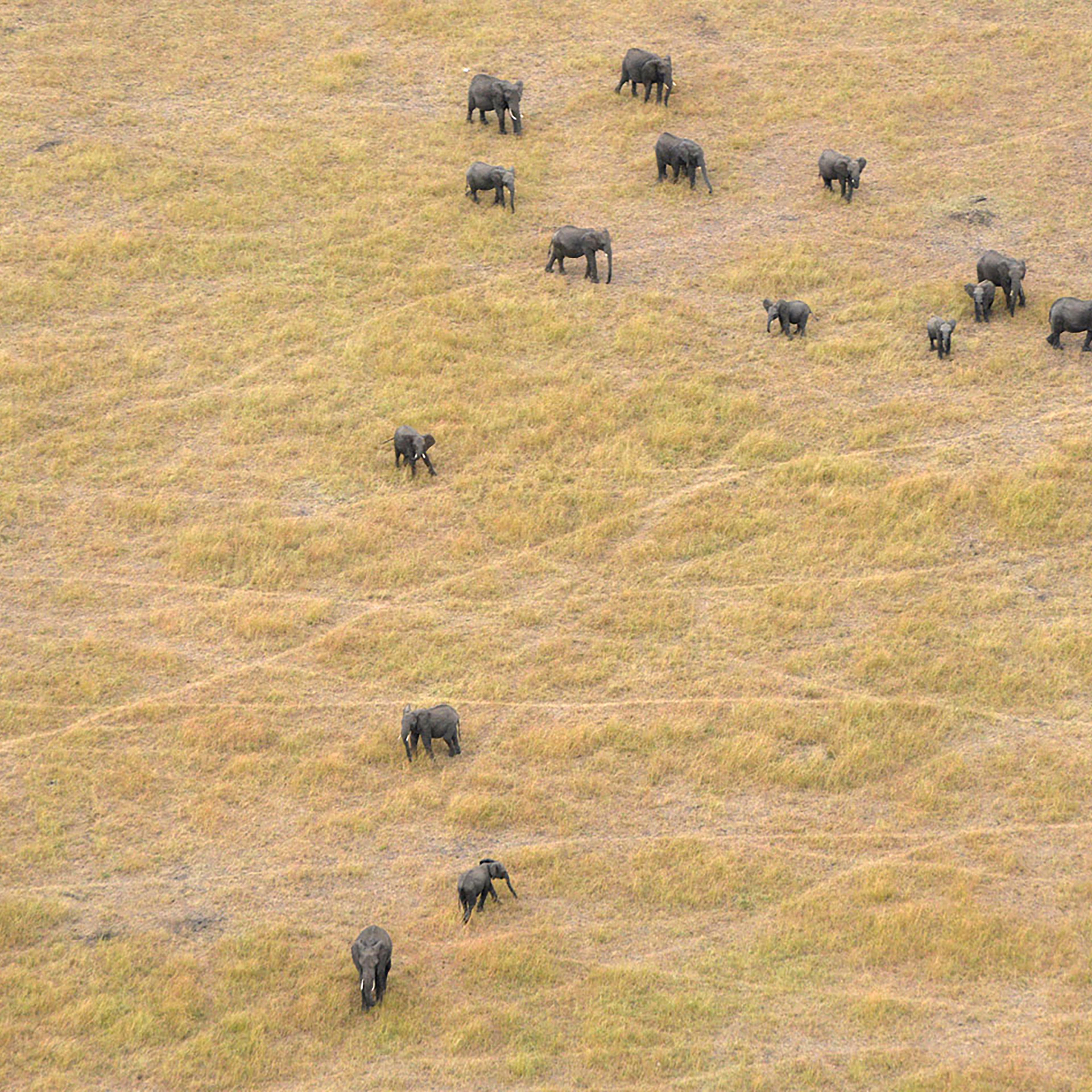 Great Elephant Census