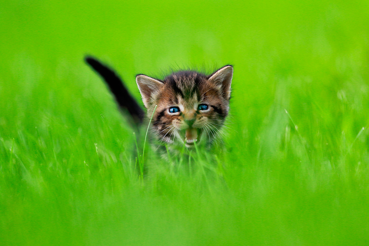 Kittens Pouncing: Adorable Photo Gallery