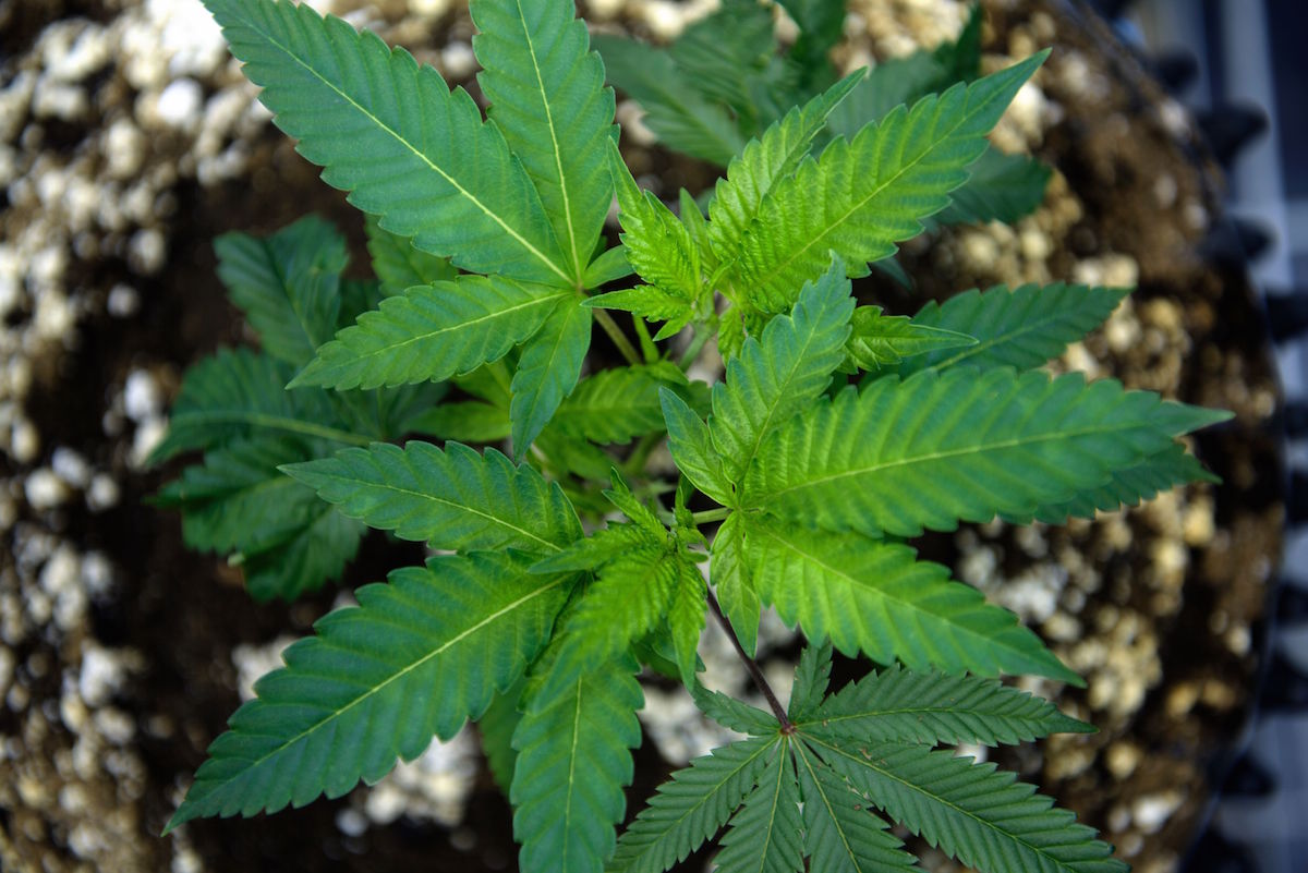 US-HEALTH-MARIJUANA