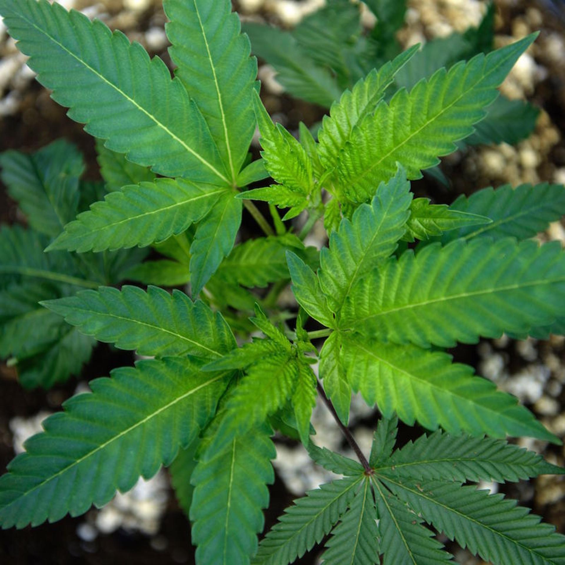 US-HEALTH-MARIJUANA