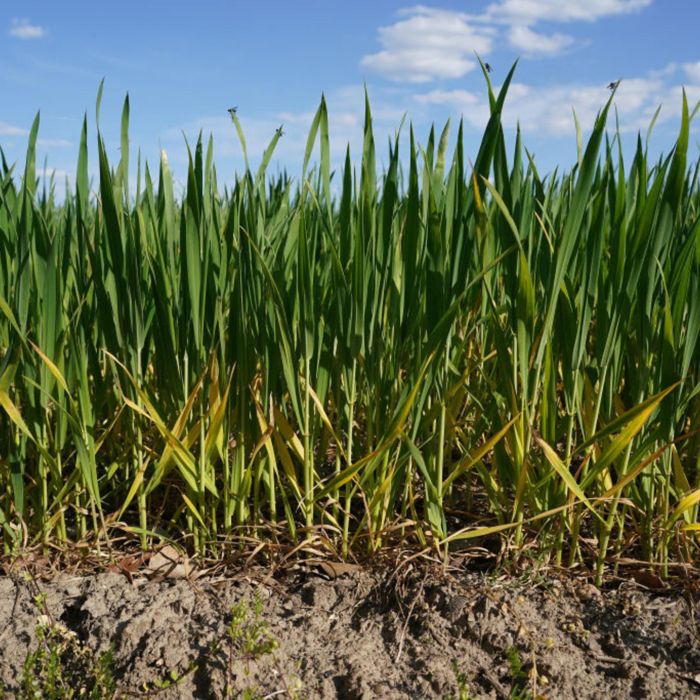 Farmers Fear Possible Drought As Rain Remains Scarce