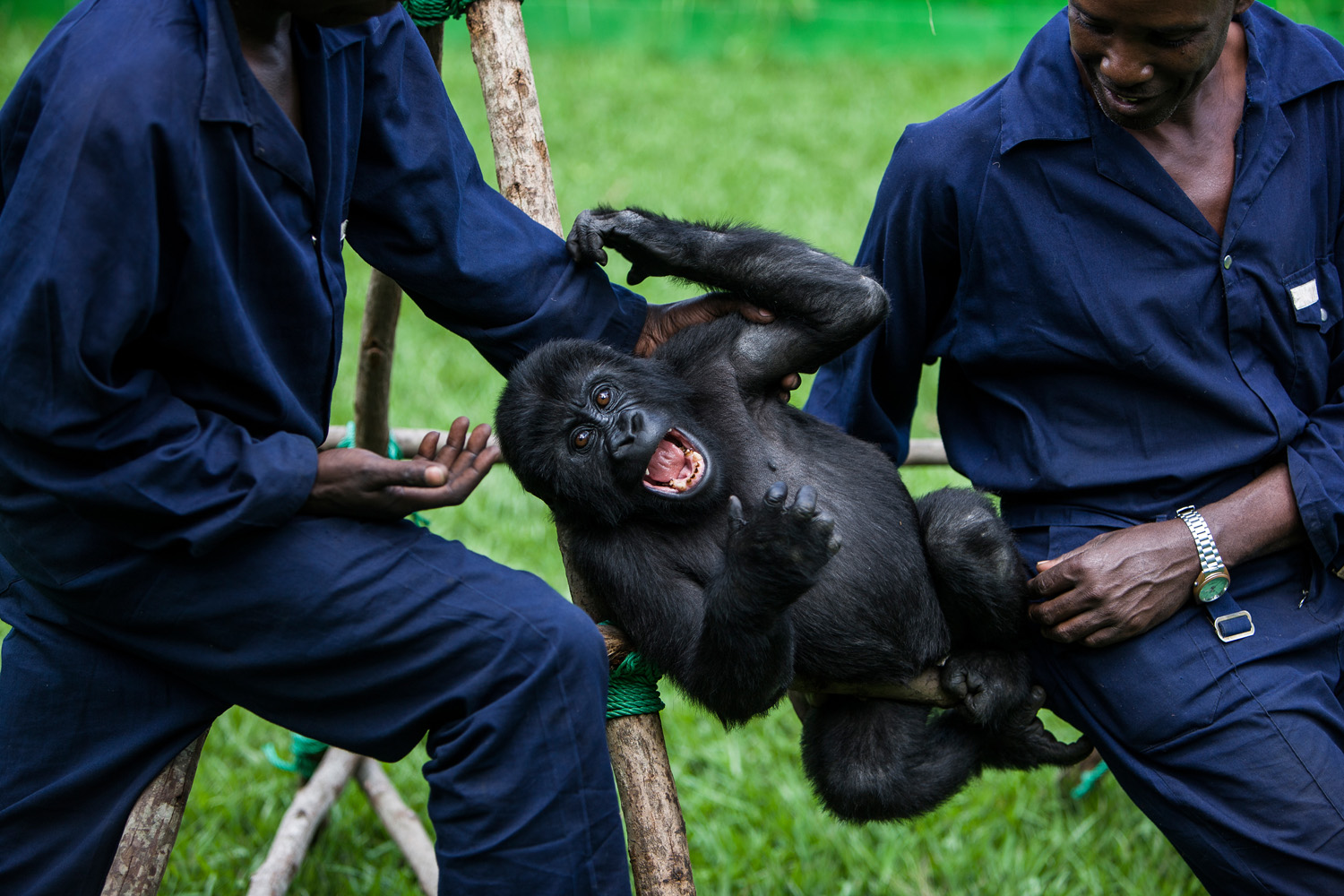 GOMA, DEMOCRATIC REPUBLIC OF CONGO, 4 OCTOBER 2008: Orphaned mountain gorilla Ndkasi and her ICCN conservation ranger care-giver Baboo play in the make-shift gorilla orphanage in Goma, Democratic Republic of Congo, 4 October 2008. At this time, the make-