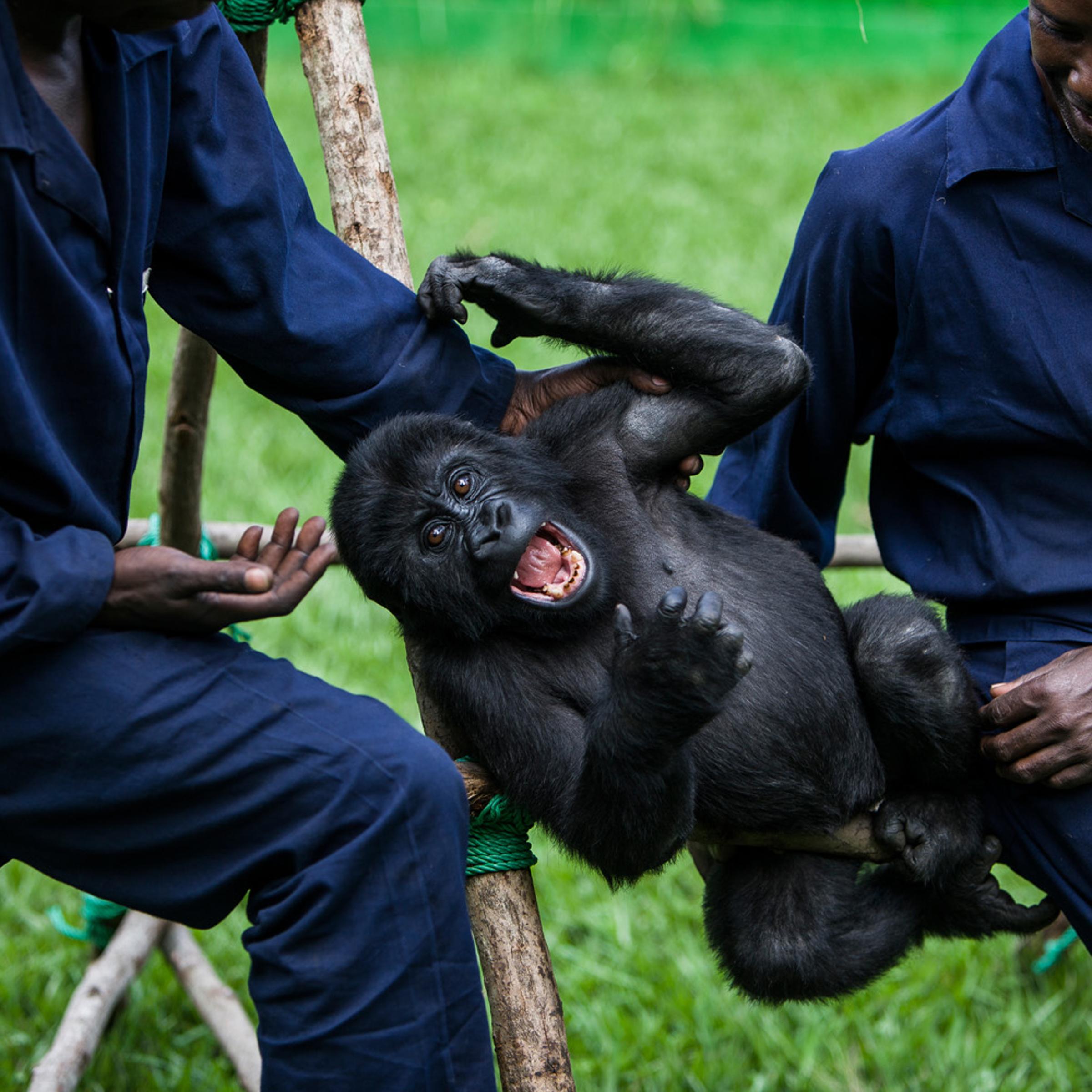 GOMA, DEMOCRATIC REPUBLIC OF CONGO, 4 OCTOBER 2008: Orphaned mountain gorilla Ndkasi and her ICCN conservation ranger care-giver Baboo play in the make-shift gorilla orphanage in Goma, Democratic Republic of Congo, 4 October 2008. At this time, the make-