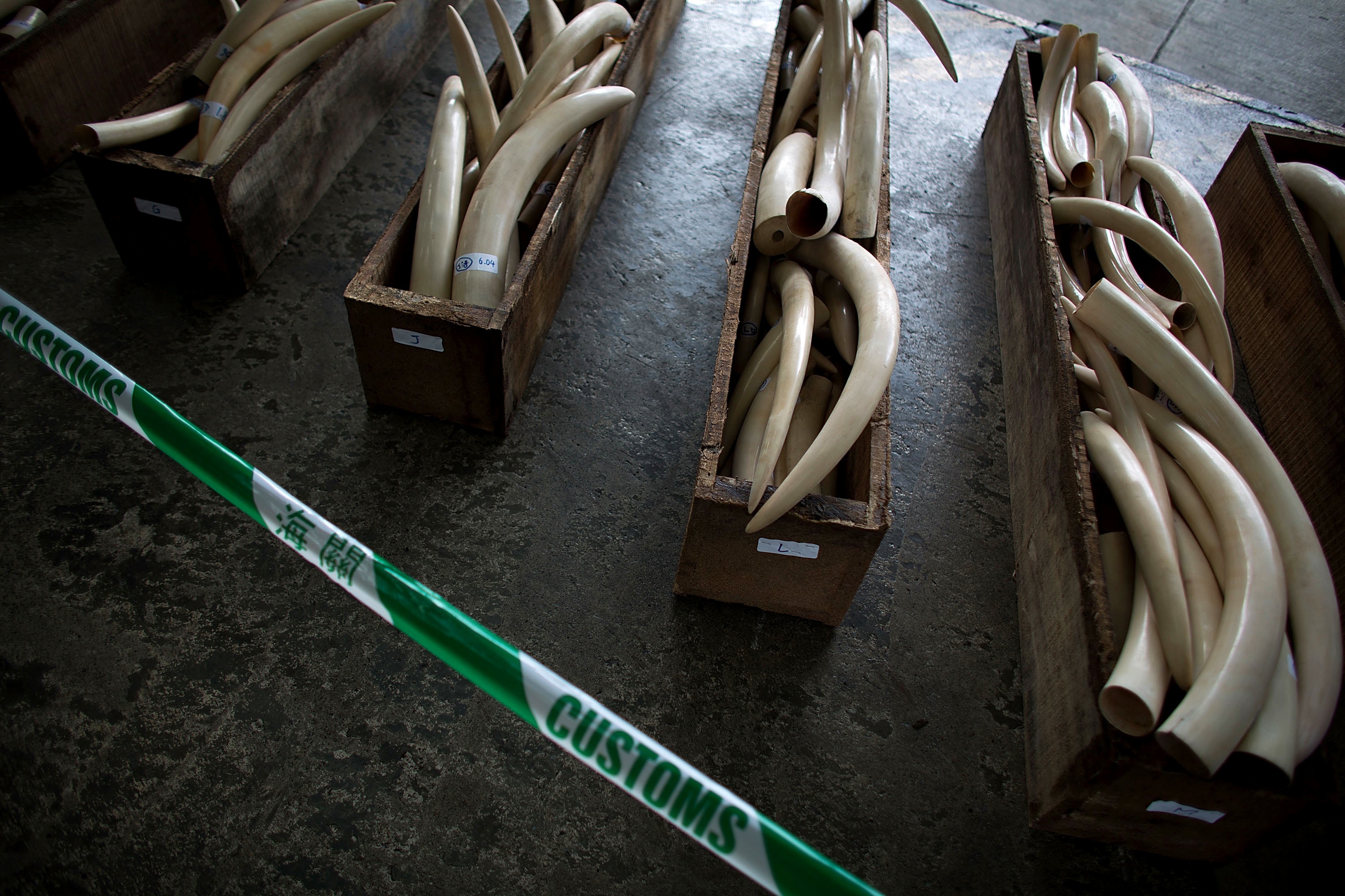 Ivory Trade Is Out of Control, Thanks to Soaring Chinese Demand