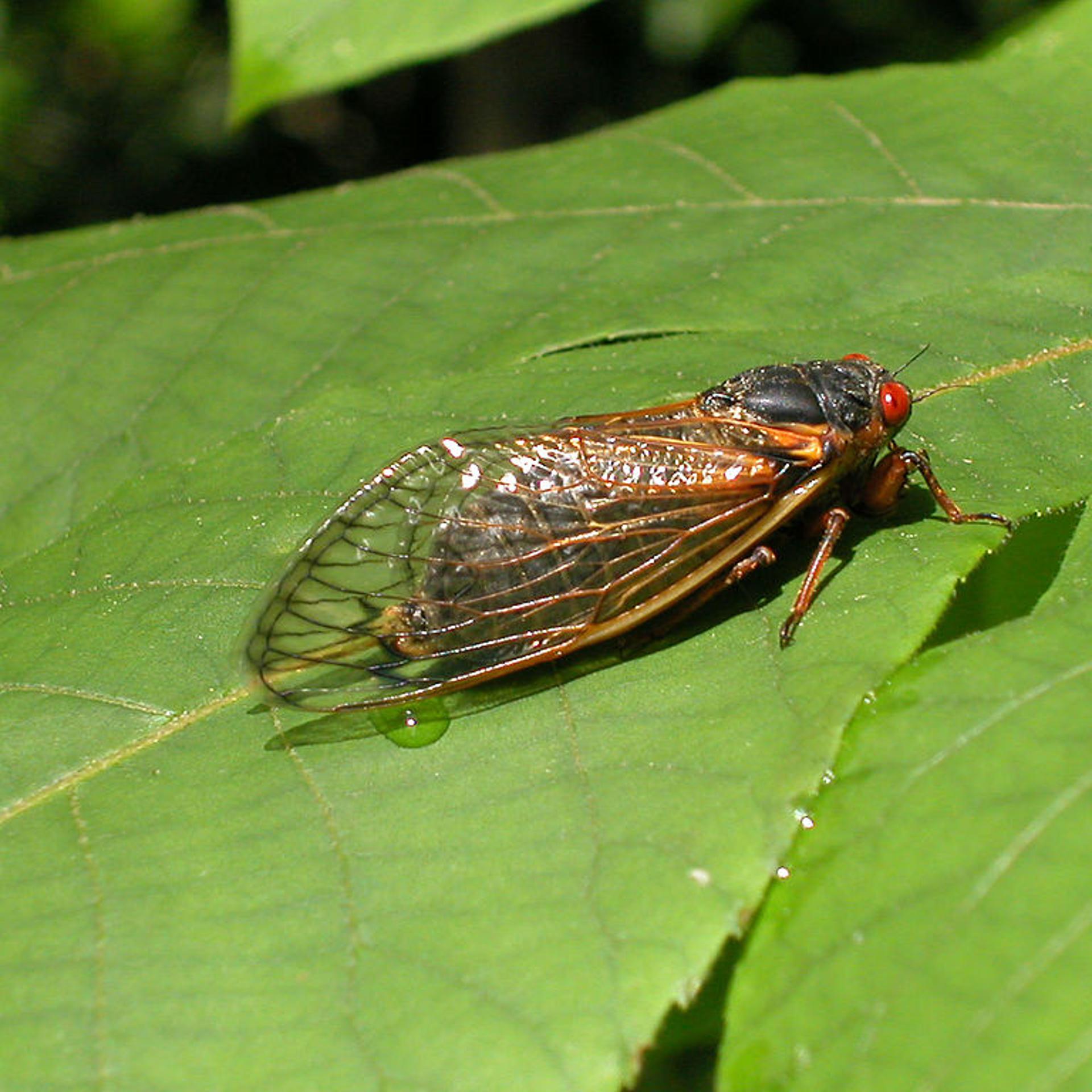 Brood X Cicadas