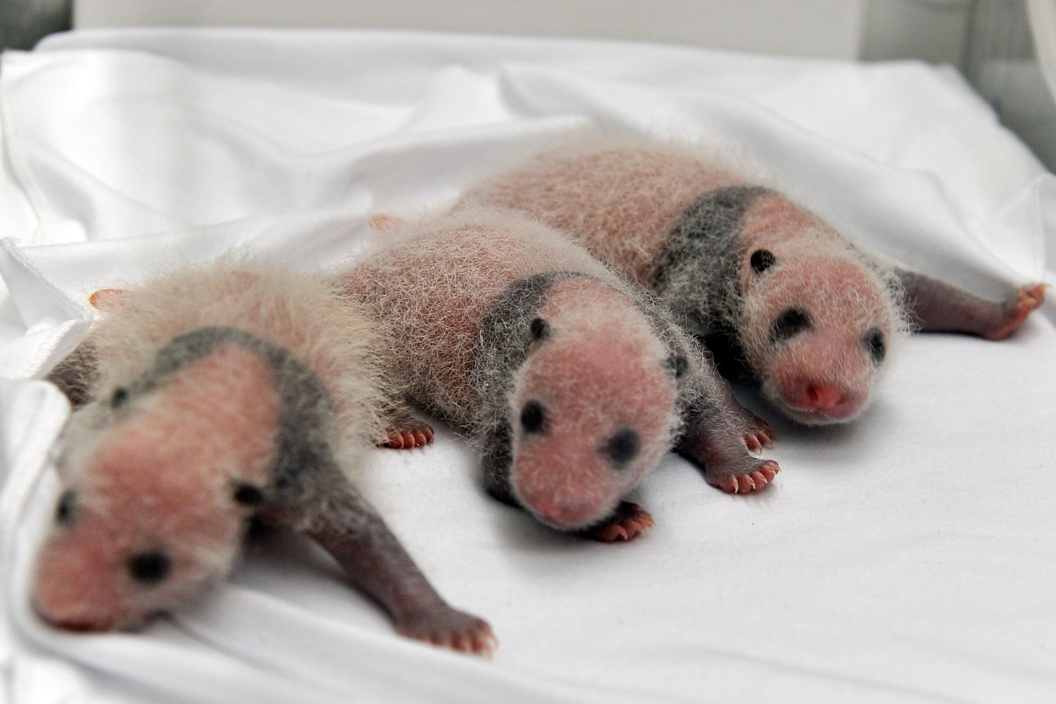Triplet panda cubs rest in an incubator at the Chimelong Safari Park in Guangzhou in south China's Guangdong province, Aug. 12, 2014.