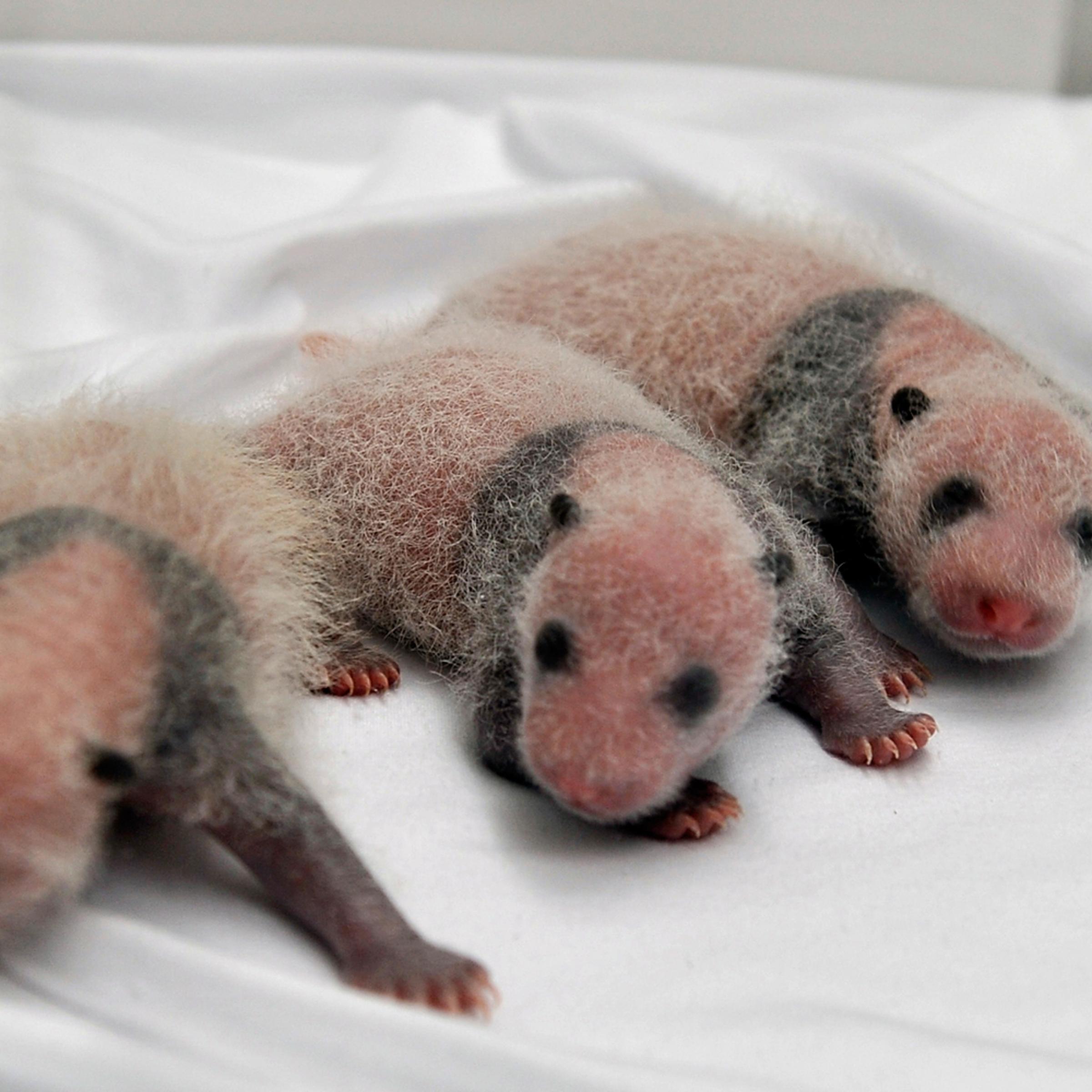 Triplet panda cubs rest in an incubator at the Chimelong Safari Park in Guangzhou in south China's Guangdong province, Aug. 12, 2014.