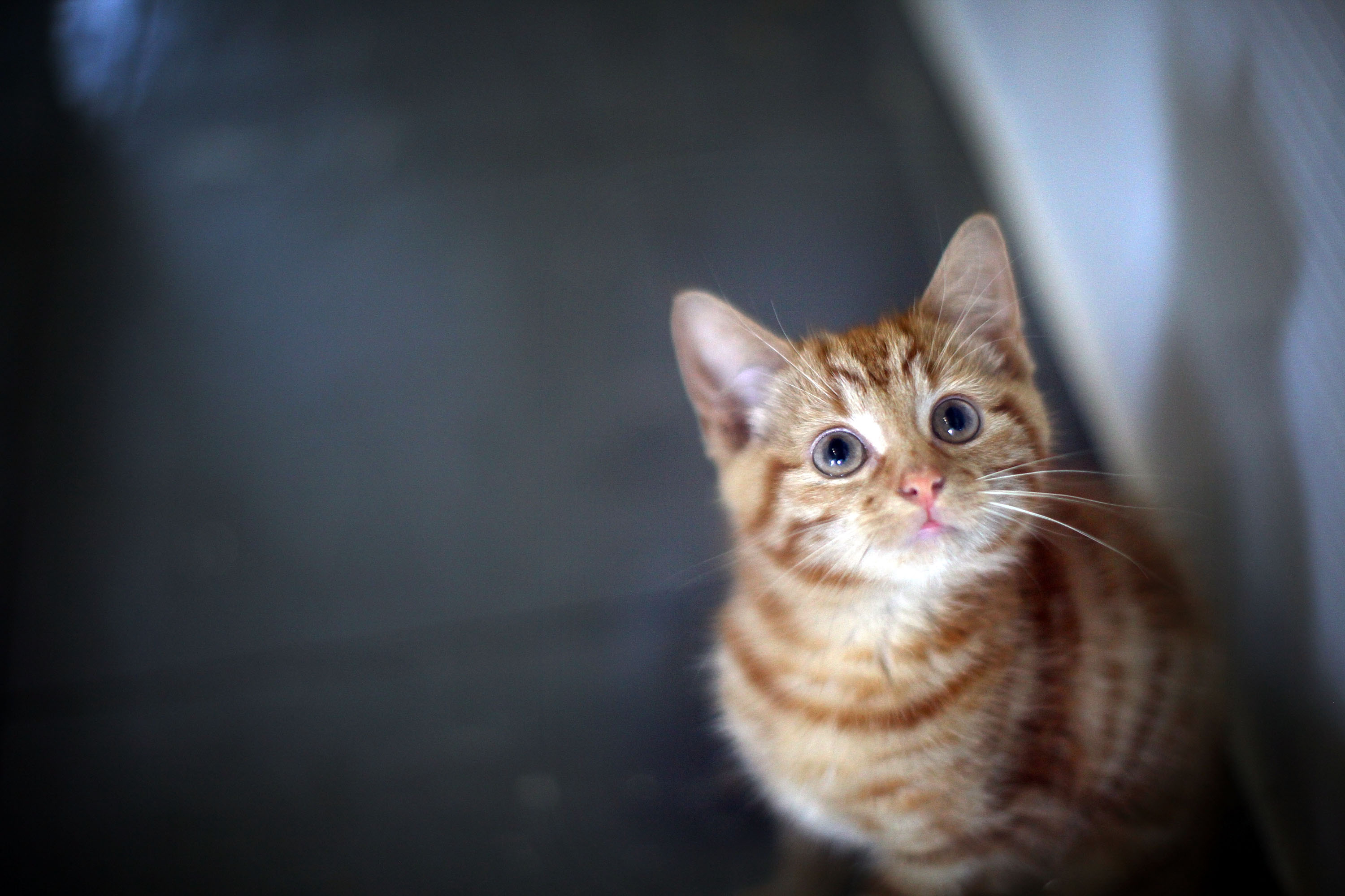 Milly, a 13-week-old kitten looks through the glass of her pen as she waits to be re-homed at The Society for Abandoned Animals Sanctuary in Sale, Manchester, which is facing an urgent cash crisis and possible closure on July 27, 2010 in Manchester, Engl