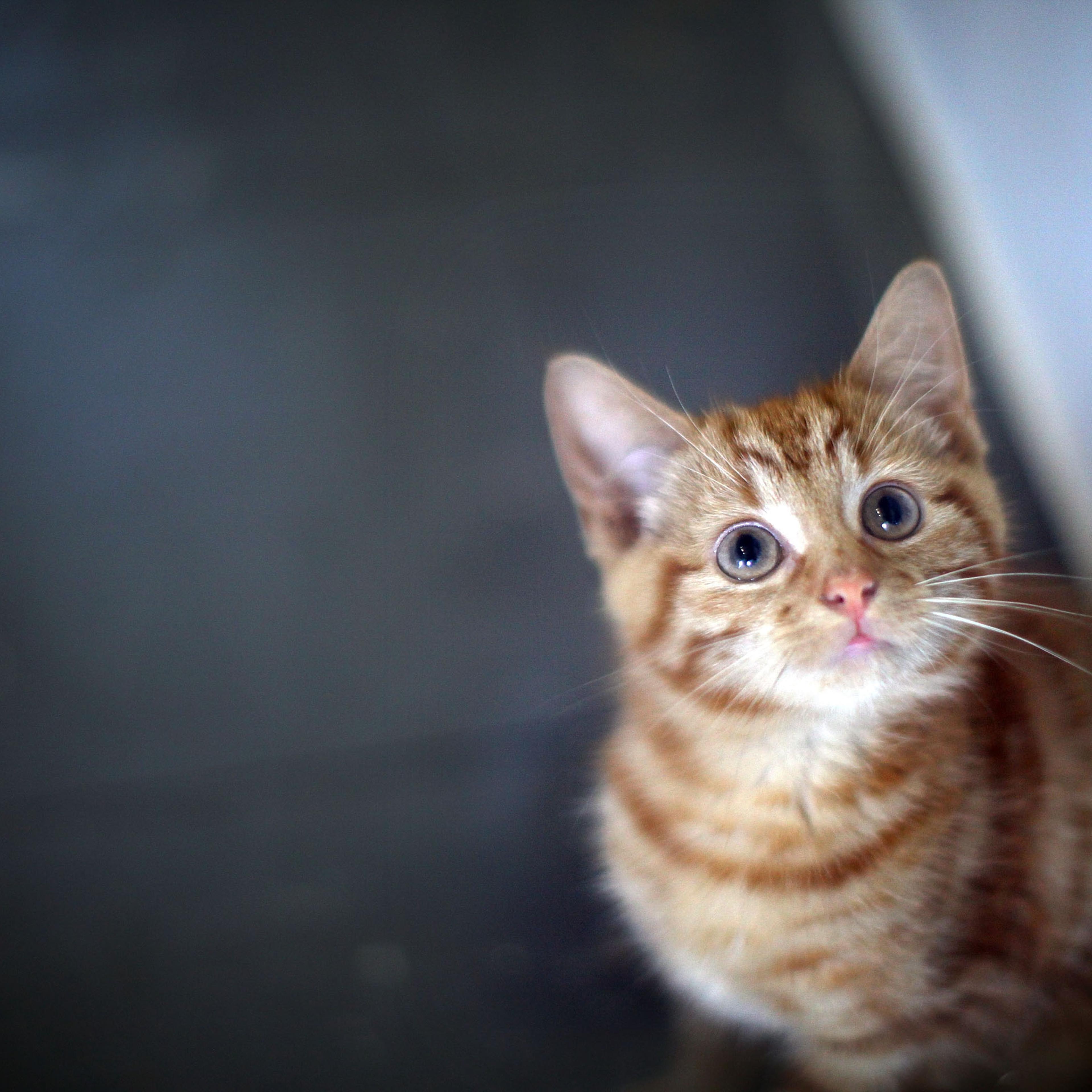 Milly, a 13-week-old kitten looks through the glass of her pen as she waits to be re-homed at The Society for Abandoned Animals Sanctuary in Sale, Manchester, which is facing an urgent cash crisis and possible closure on July 27, 2010 in Manchester, Engl