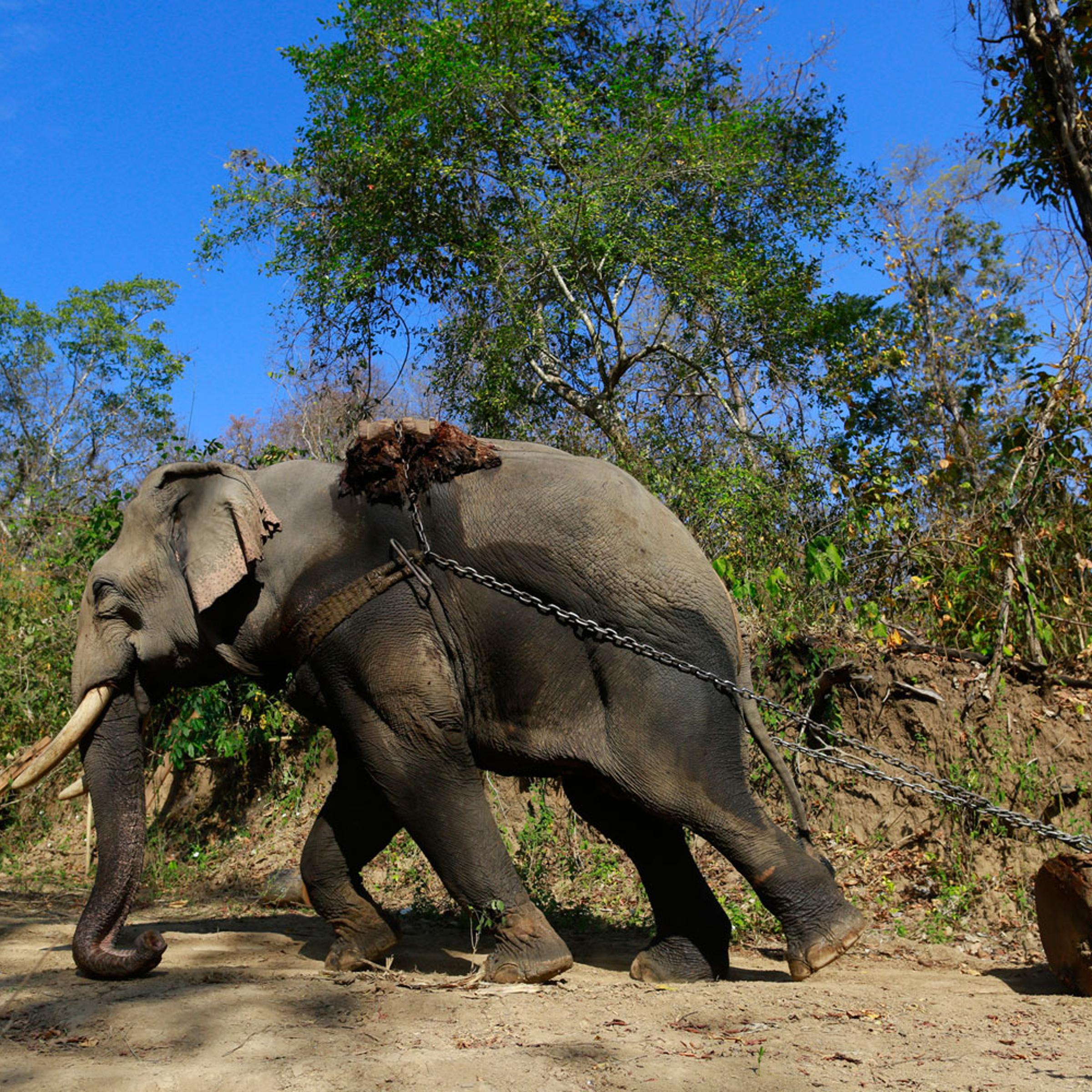 An elephant pulls a teak log